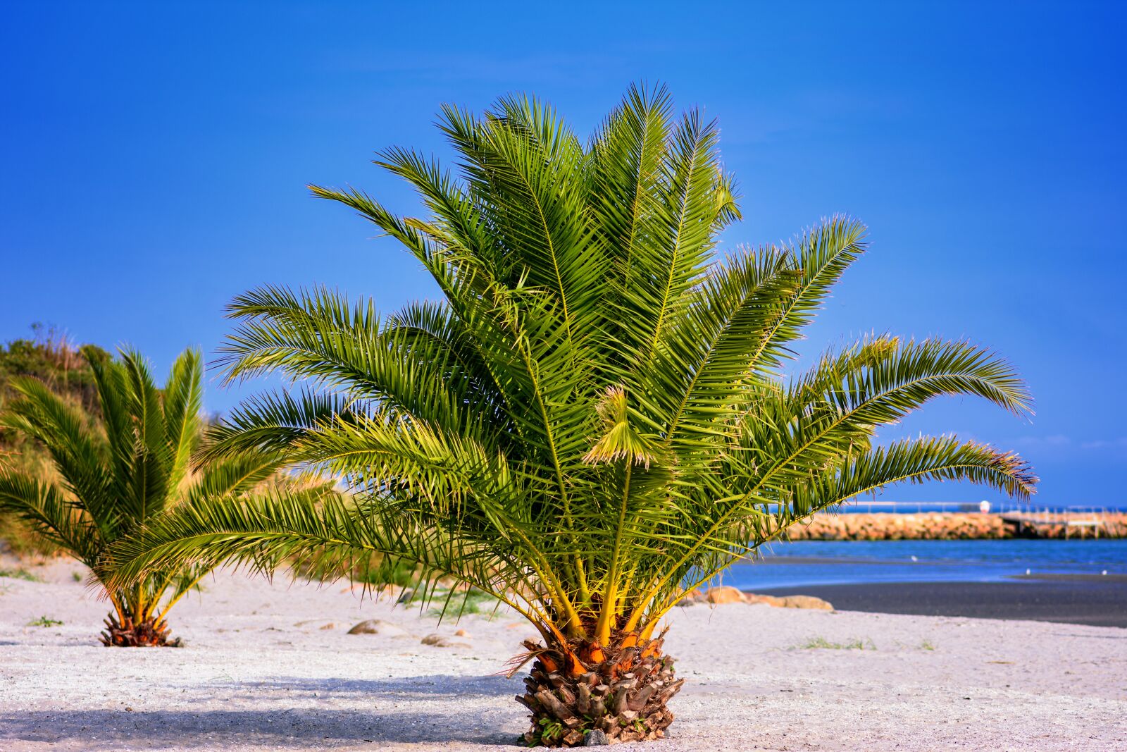 Nikon D7200 sample photo. Palm trees, beach, north photography