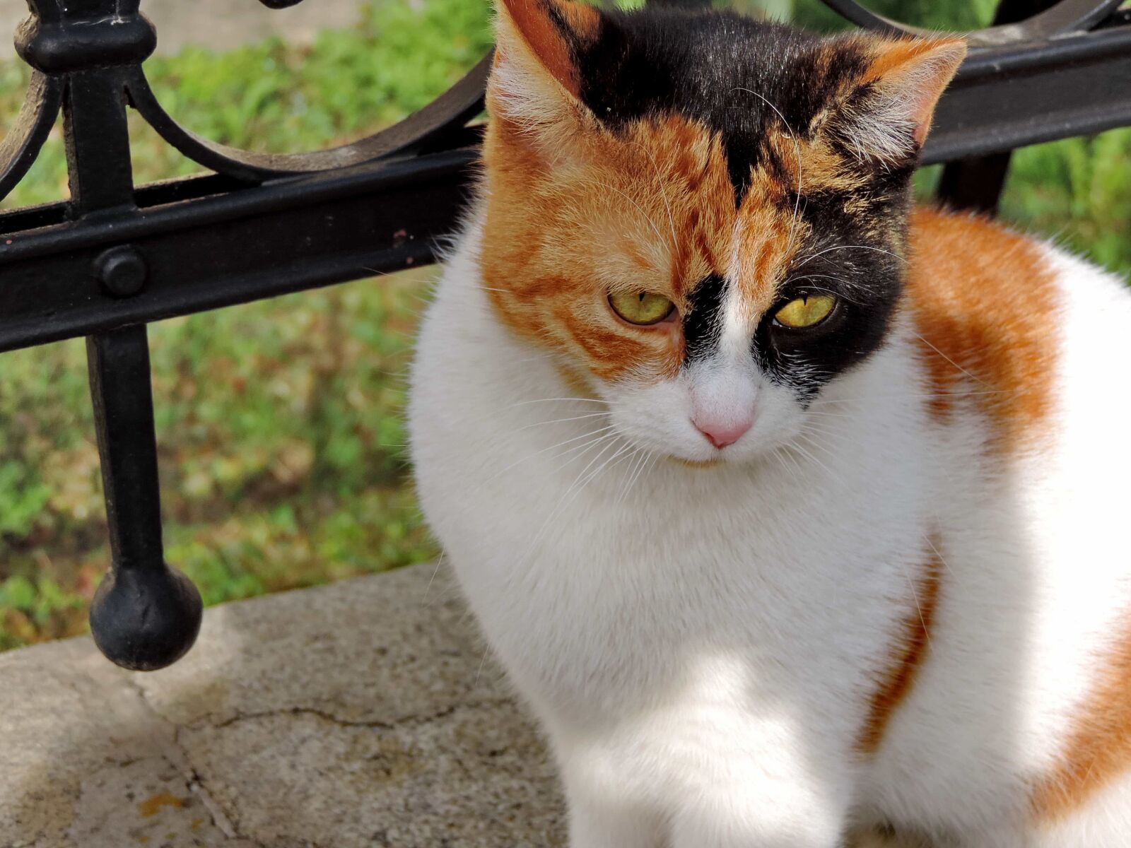 Nikon Coolpix P520 sample photo. Colorful, domestic cat, sitting photography