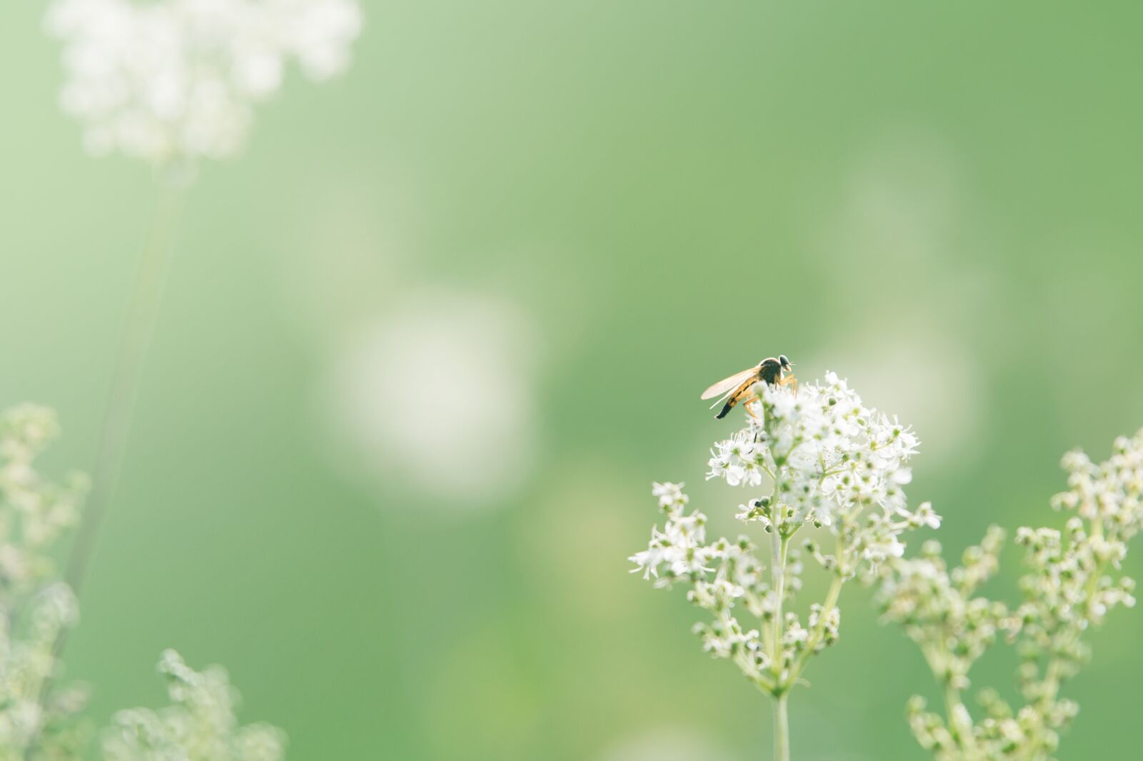 Nikon D5300 sample photo. Wild flower, background, flower photography