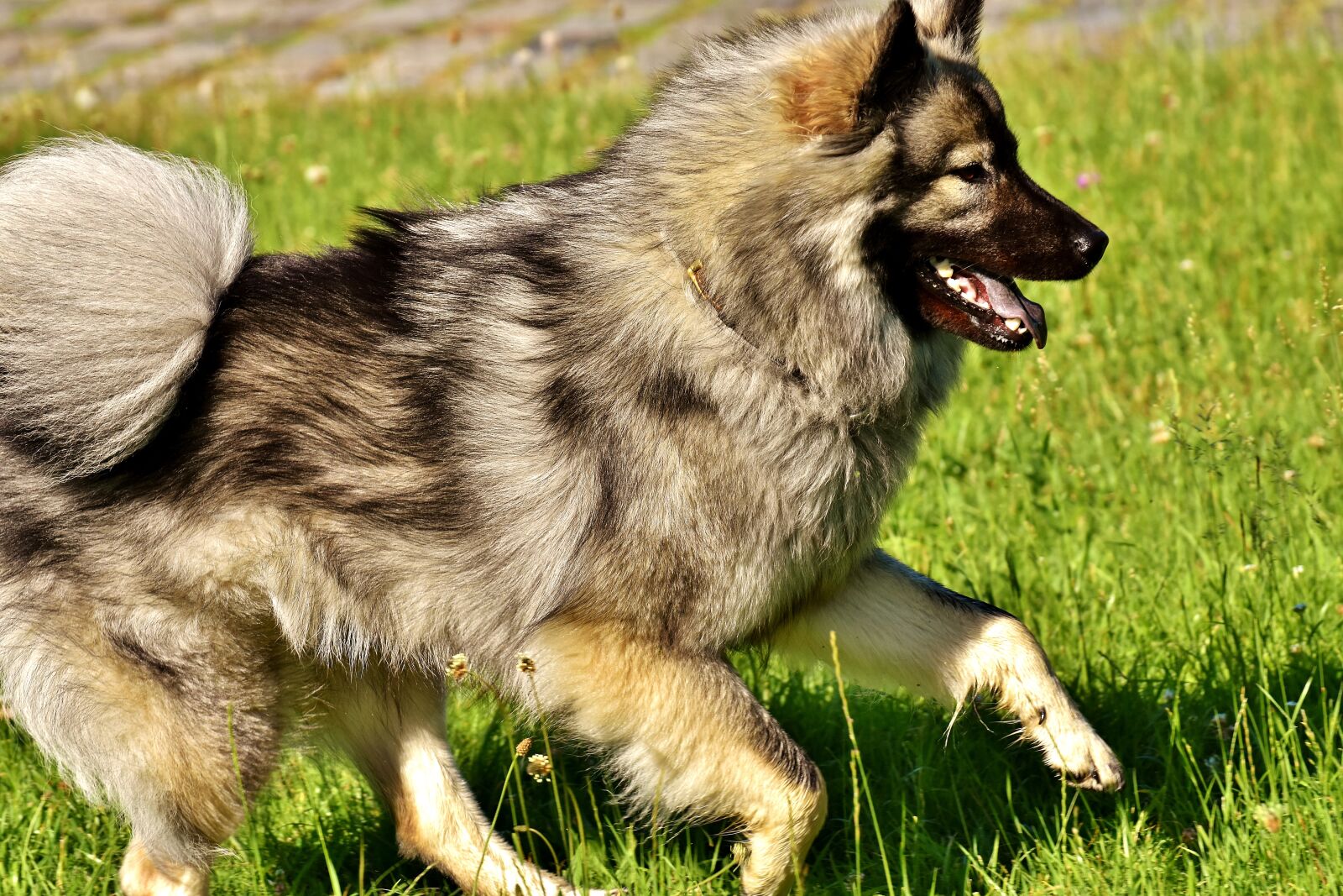 Nikon D7200 sample photo. Eurasians, dog, race photography
