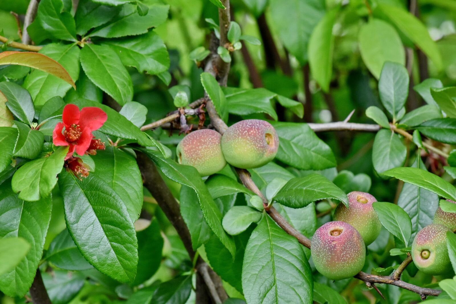 Nikon D5500 sample photo. Flower, orchard, organic, peach photography