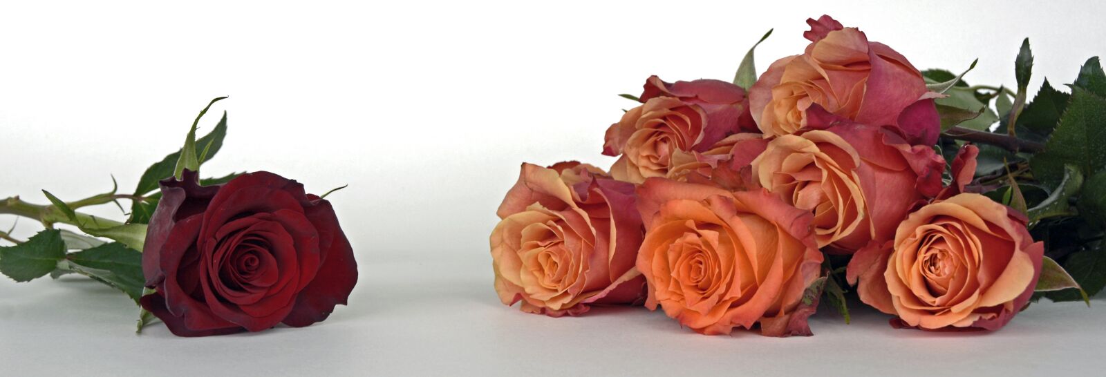 Nikon D7100 sample photo. Roses, flowers, rose flower photography