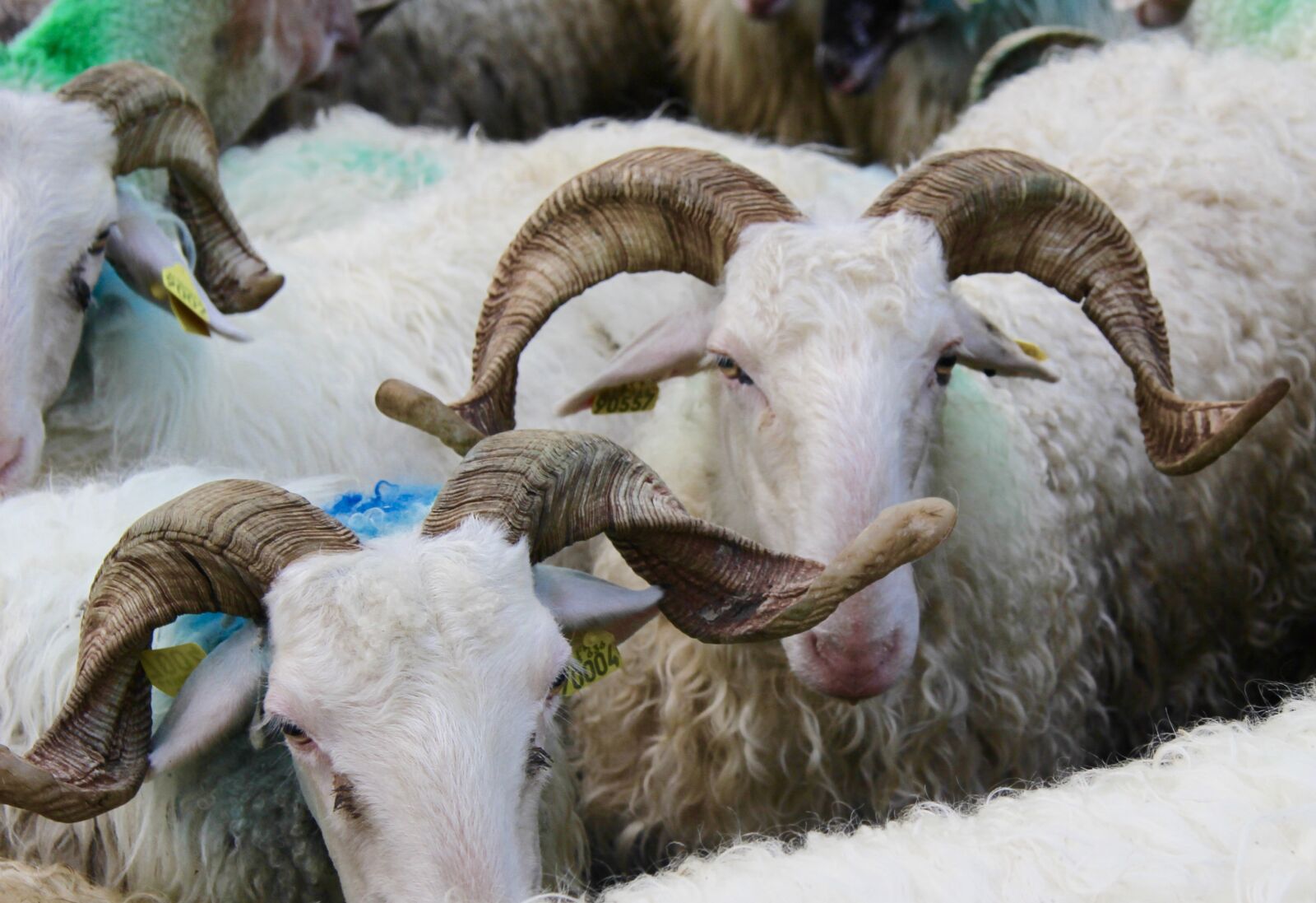 Canon EF-S 17-85mm F4-5.6 IS USM sample photo. Sheep, basco-b arnaise, horns photography