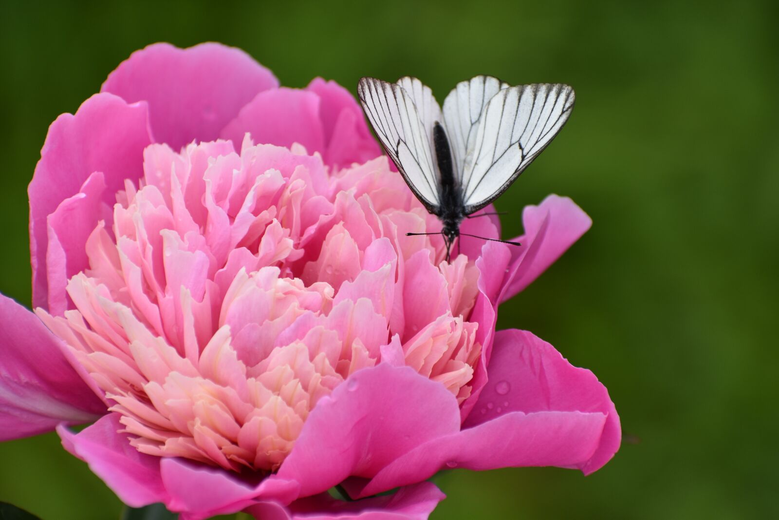 Nikon D3400 sample photo. Butterfly, white, cabbage butterfly photography