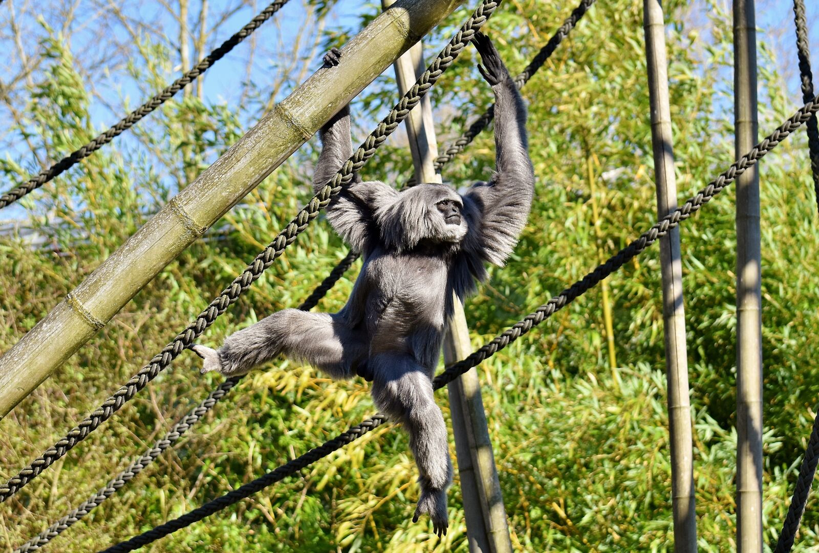Nikon D7200 sample photo. Silver gibbon, javan gibbon photography