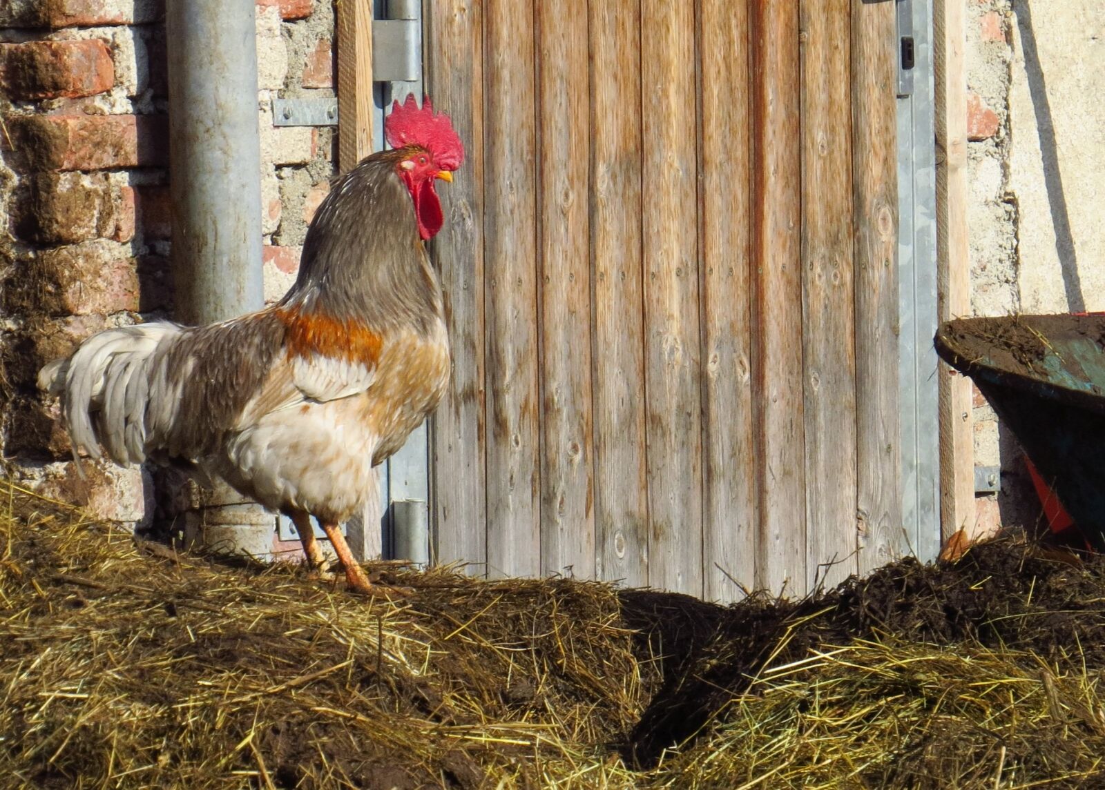 Canon PowerShot SX50 HS sample photo. Hahn, dung, pets photography