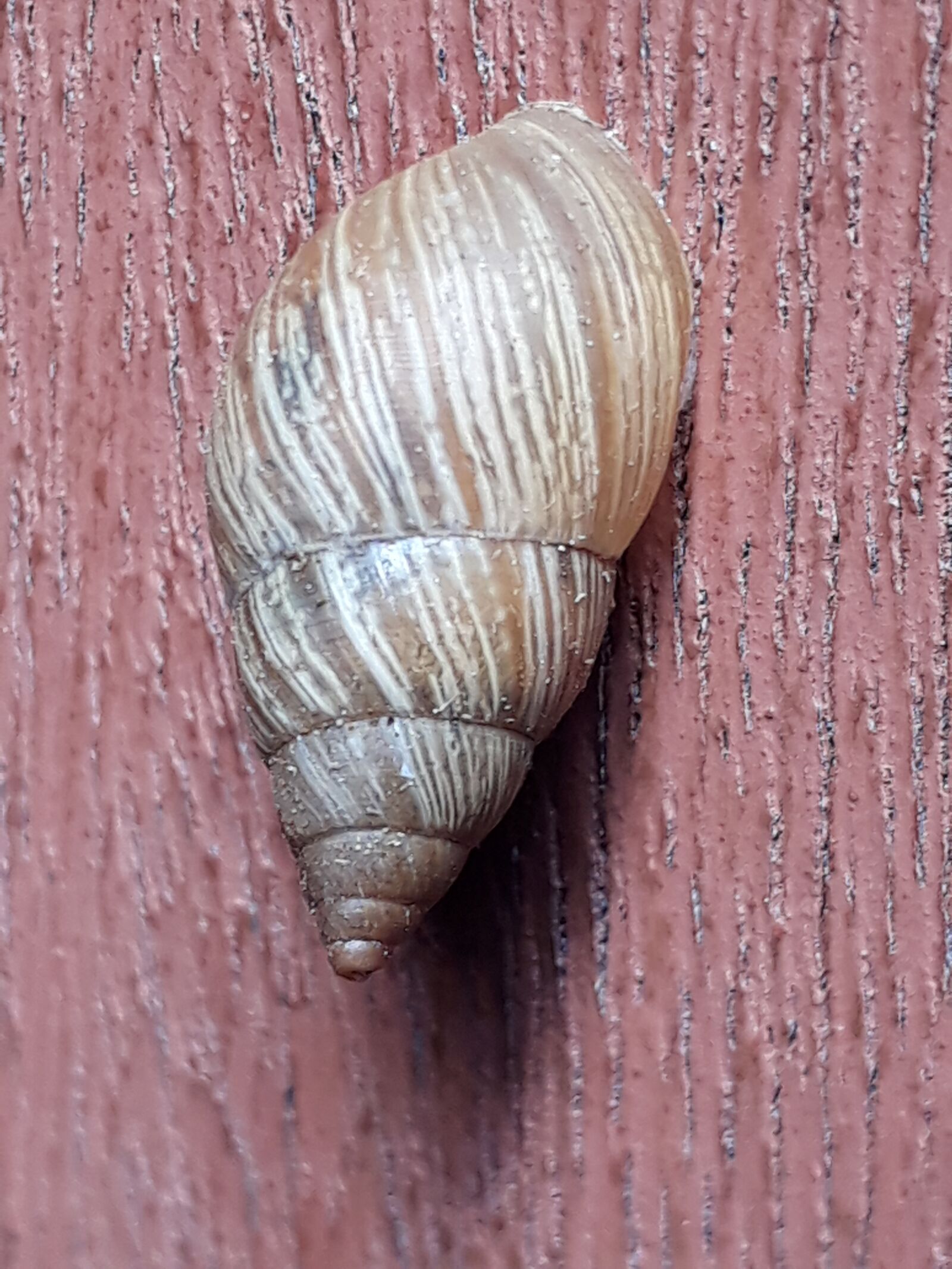 Samsung Galaxy J5 Prime sample photo. Conch, nature, shell photography