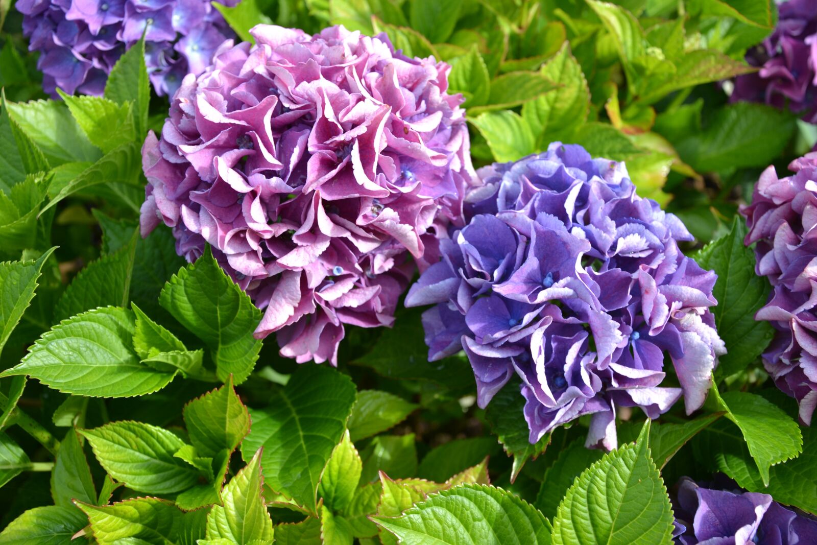 Nikon D3100 sample photo. Hydrangea, purple, green photography