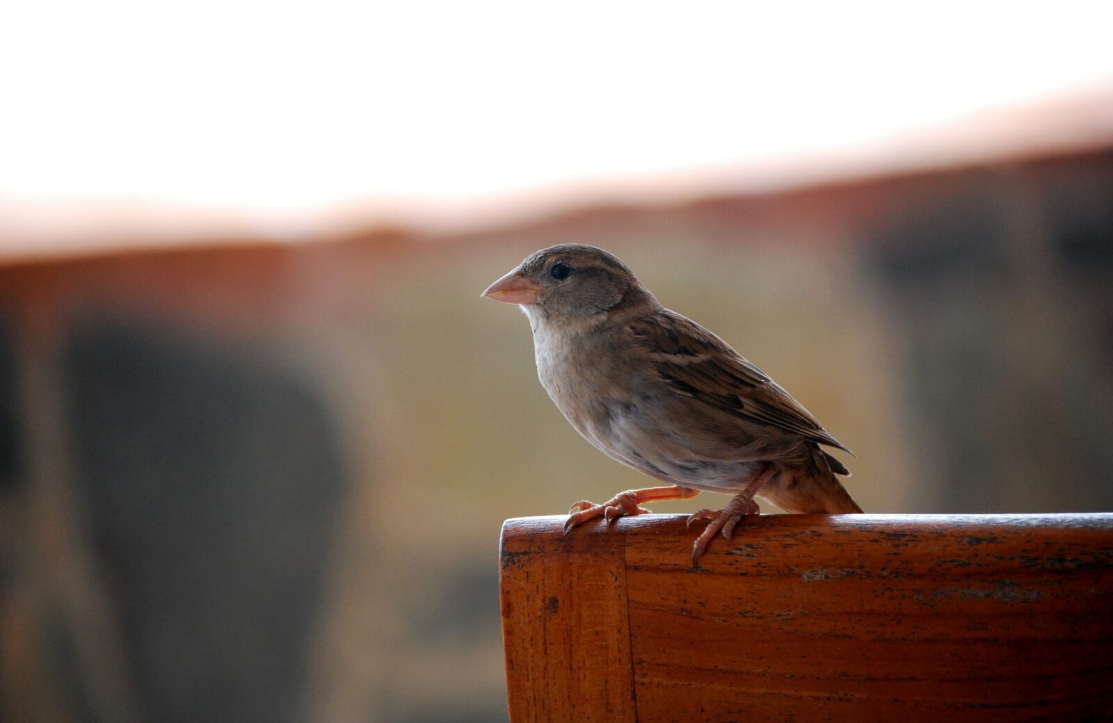Nikon D40X sample photo. Sparrow, bird, nature photography