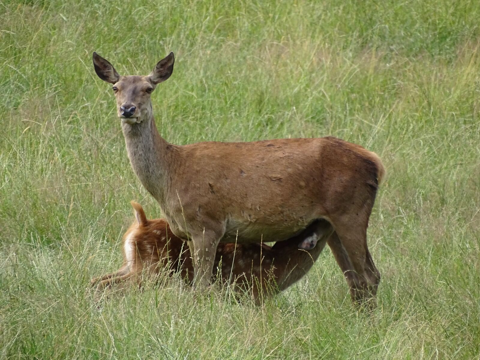Sony Cyber-shot DSC-HX400V sample photo. Roe deer, kitz, fawn photography