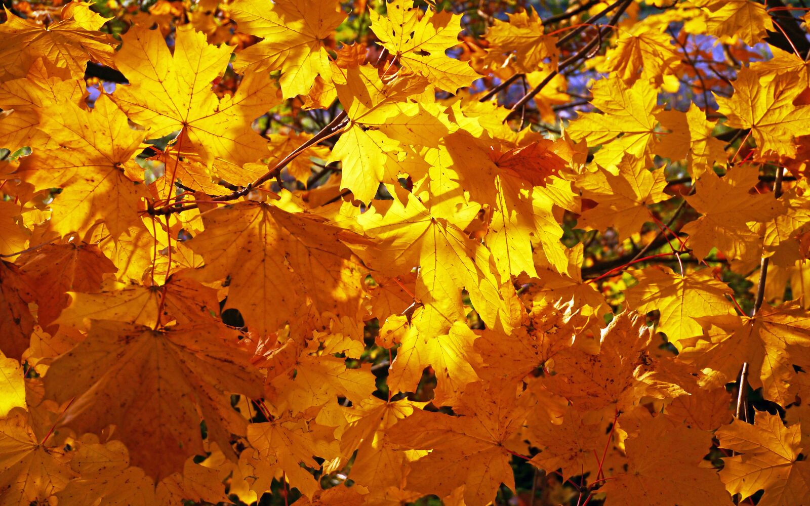 Panasonic Lumix DMC-GX1 sample photo. Fall foliage, golden yellow photography