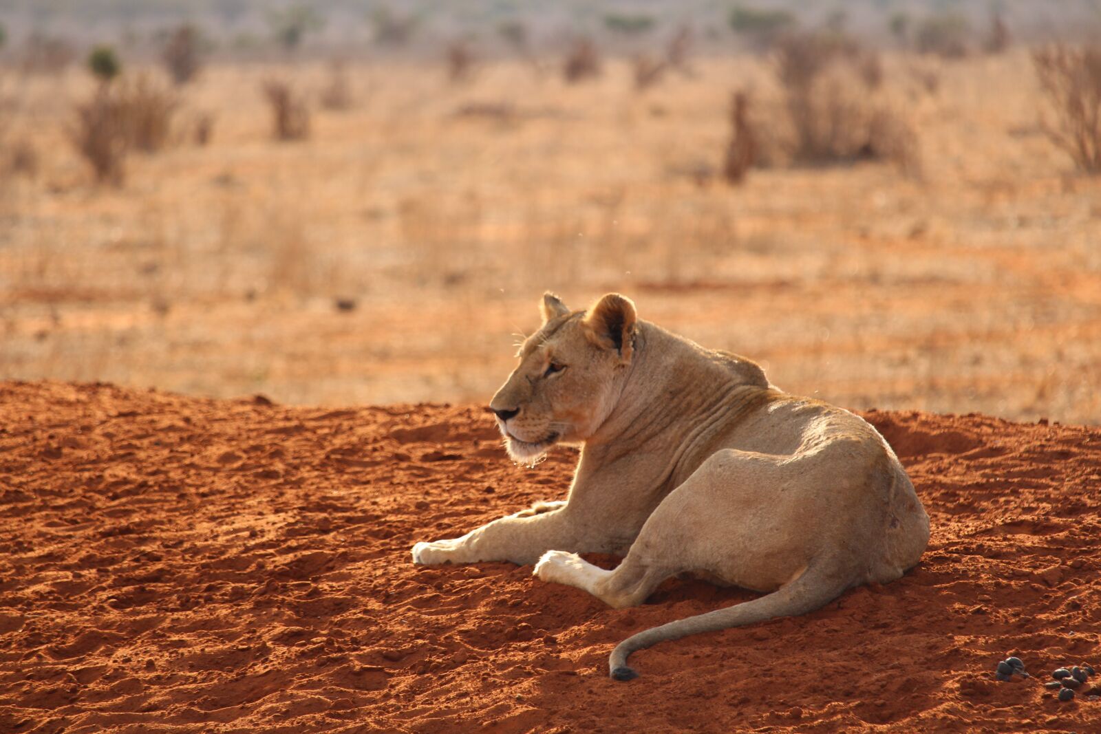 Canon EF-S 55-250mm F4-5.6 IS STM sample photo. Lion, tsavo east, national photography