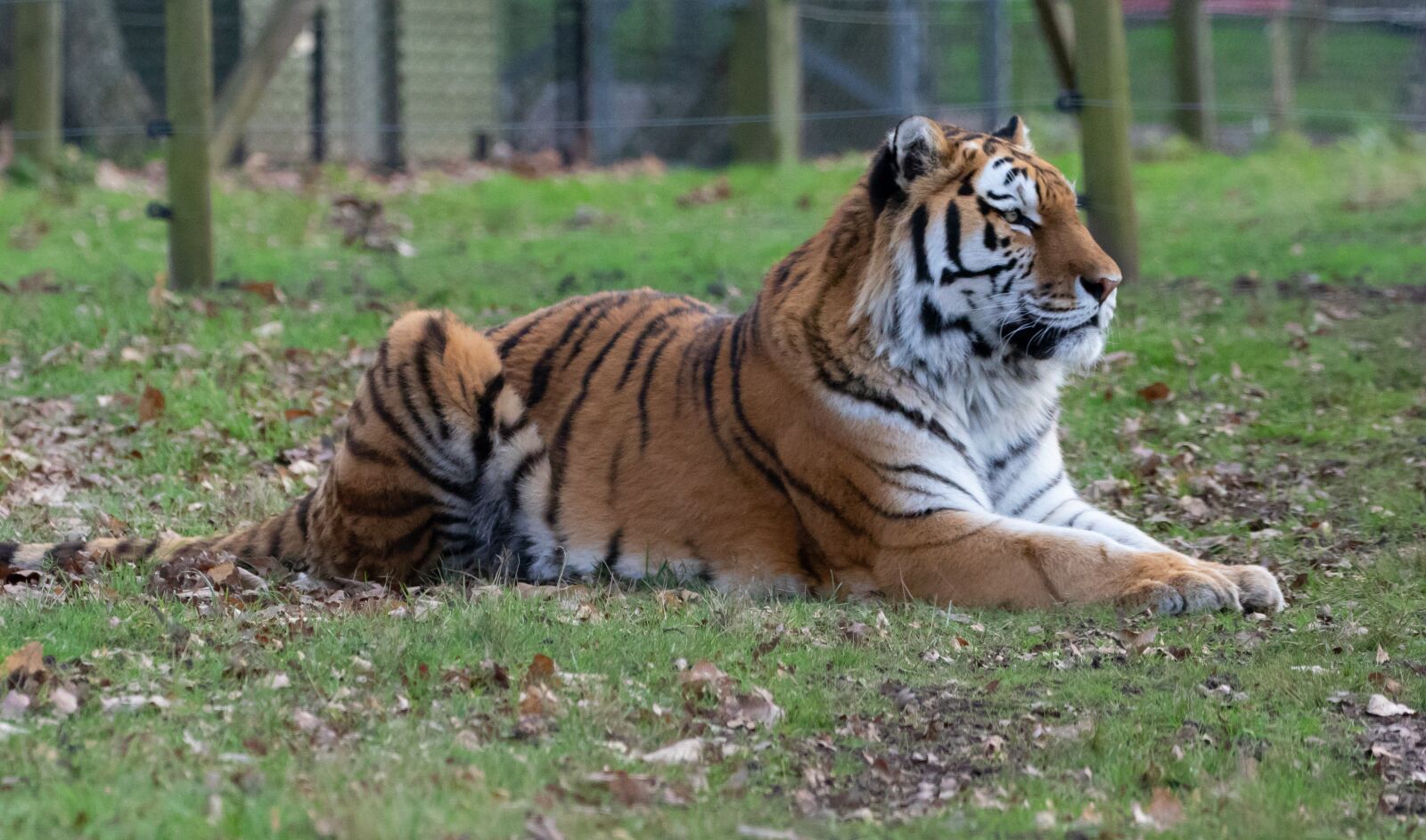 Canon EOS 7D Mark II sample photo. Amur tiger, tiger, predator photography