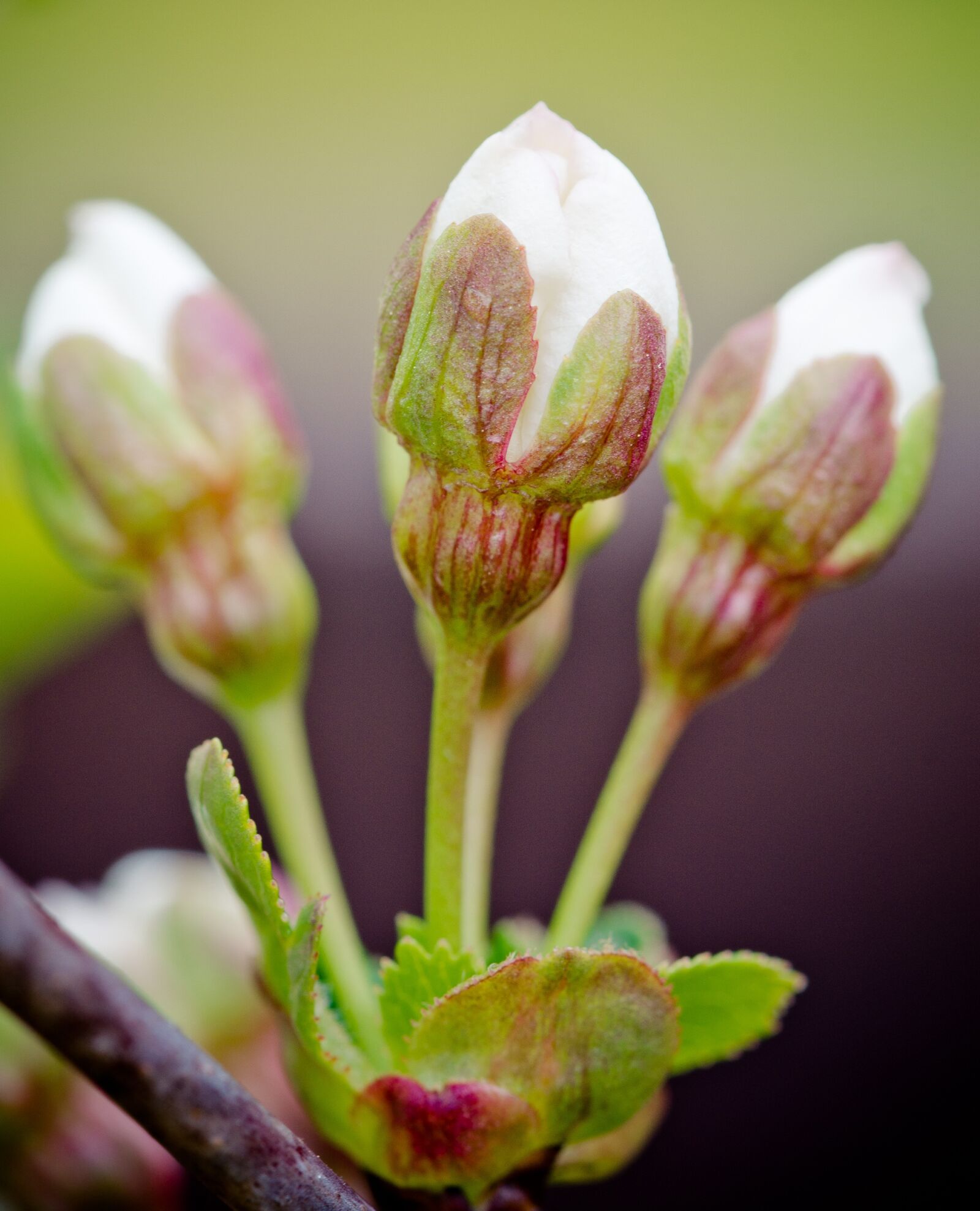 Nikon D7100 sample photo. Bud, cherry, flower buds photography