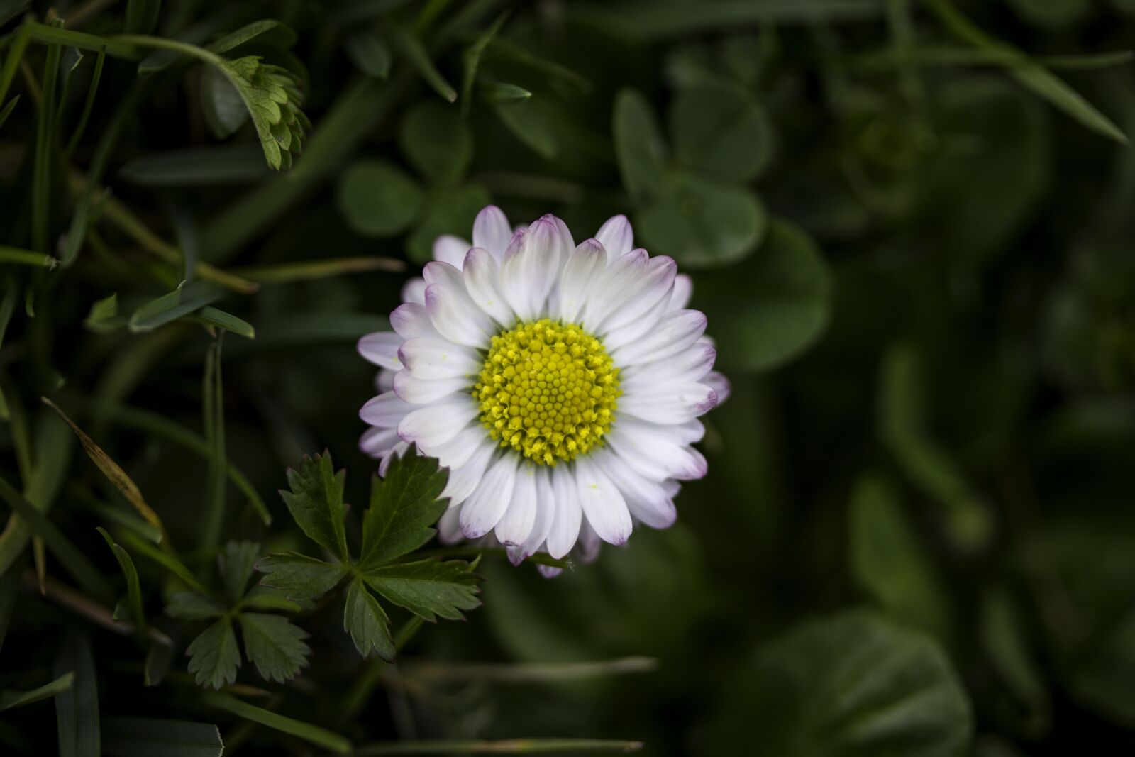Canon EF-S 60mm F2.8 Macro USM sample photo. Nature, flora, flower photography