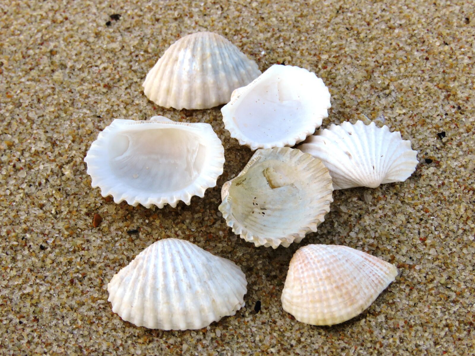 Canon PowerShot SX60 HS sample photo. Shell, beach, zoom photography
