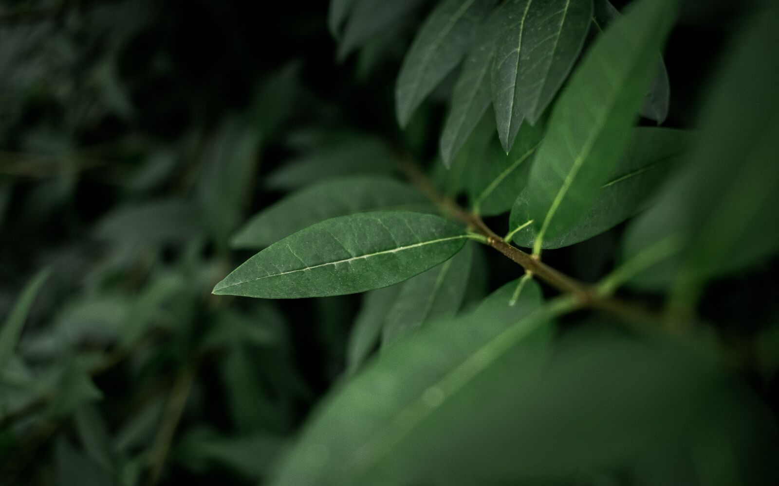 Canon EOS 650D (EOS Rebel T4i / EOS Kiss X6i) sample photo. Plant, leaves, foliage photography
