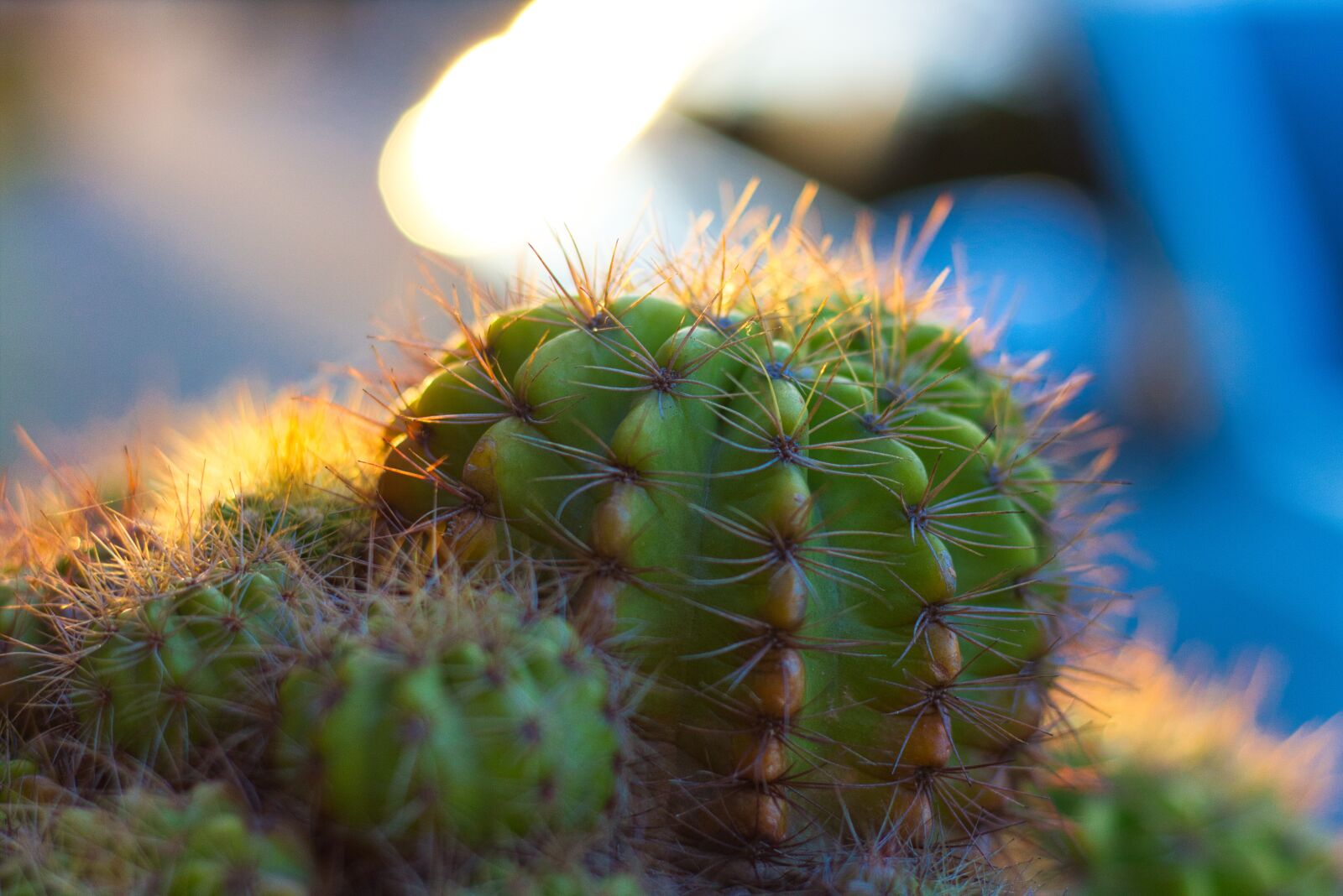 Canon EOS 700D (EOS Rebel T5i / EOS Kiss X7i) + Canon EF 50mm F1.8 STM sample photo. Plant, spikes, thorns photography
