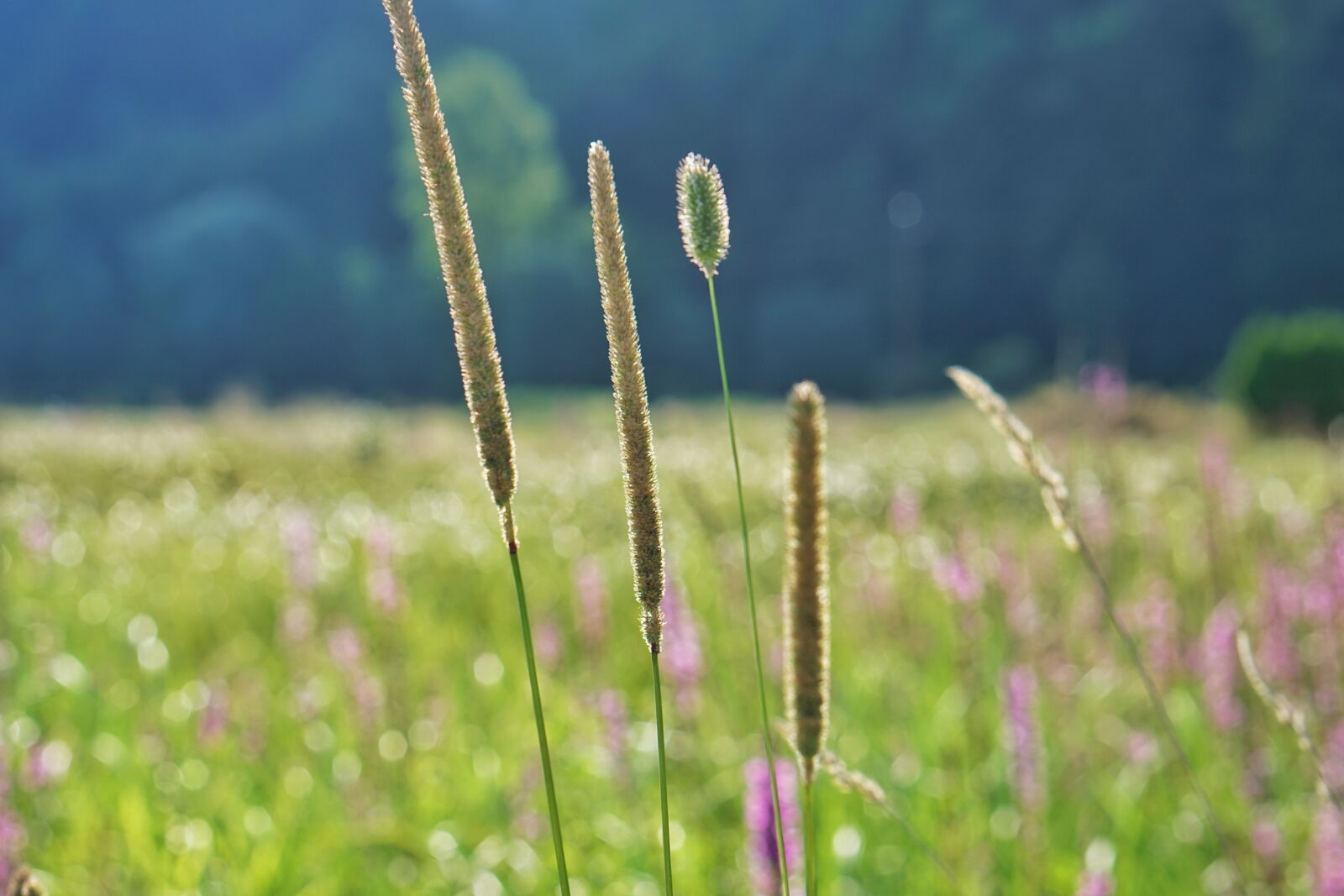 Sony a6000 sample photo. Grasses, meadow, field photography