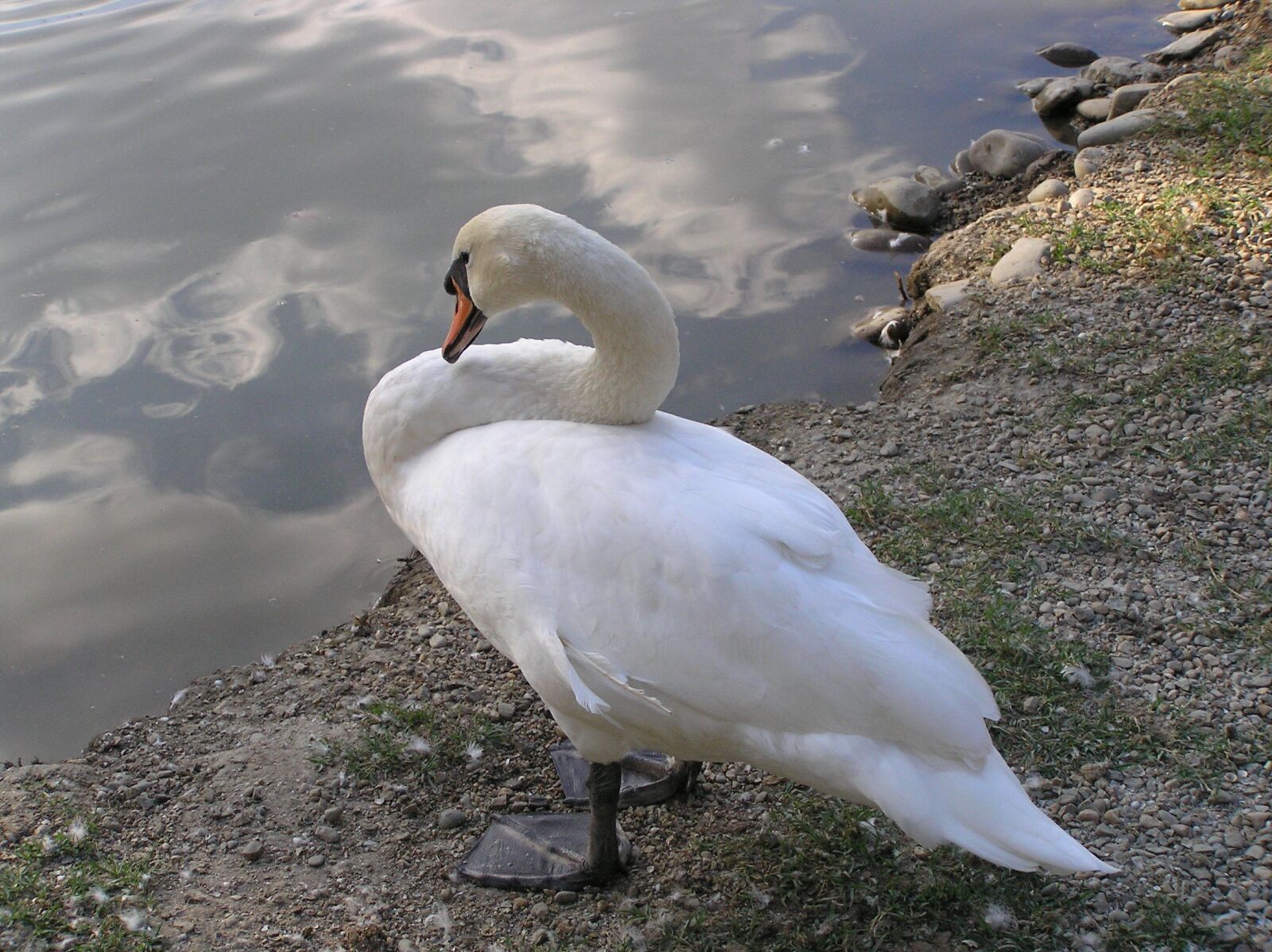 Olympus C765UZ sample photo. Swan, pond, lovely photography