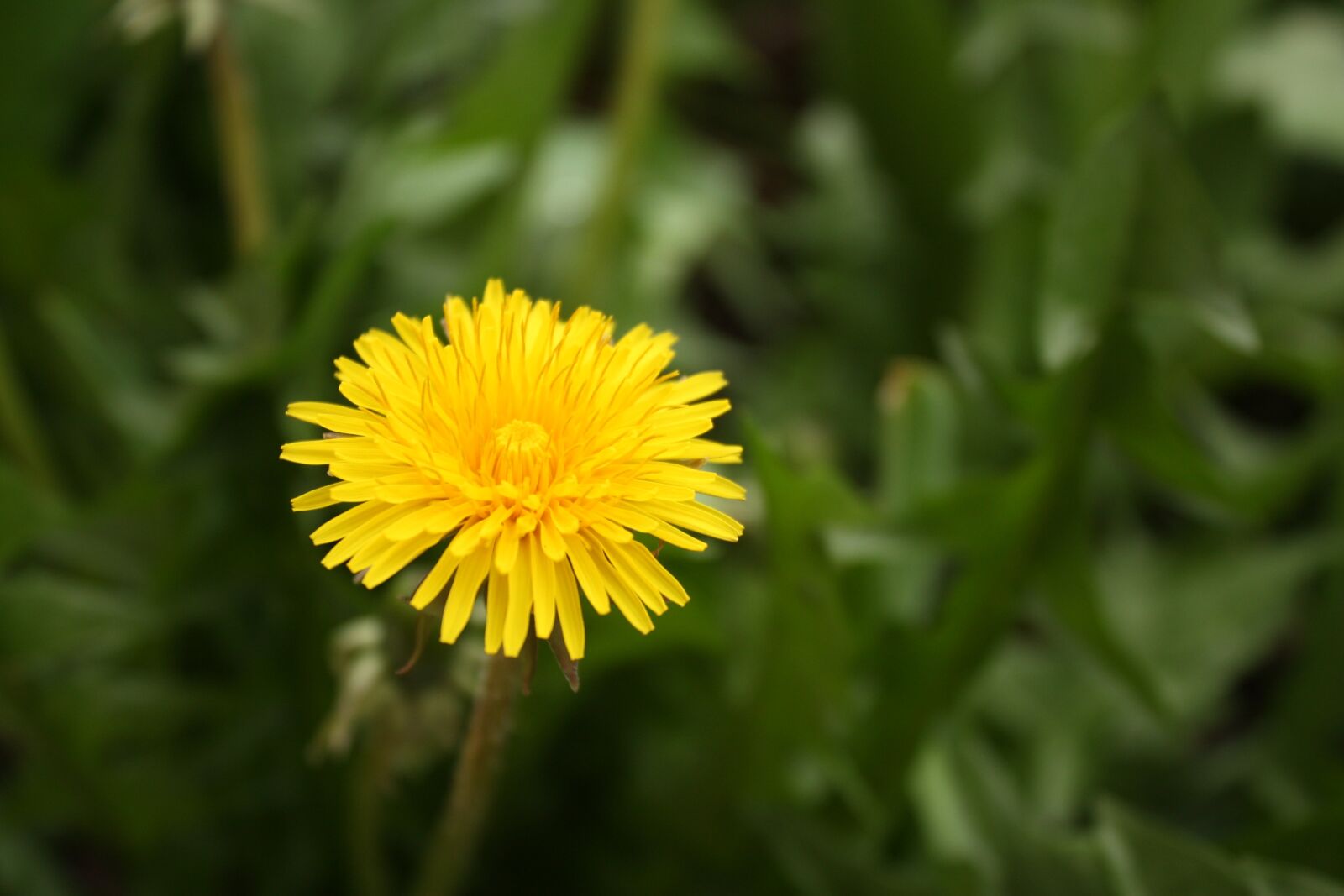 Canon EOS 450D (EOS Rebel XSi / EOS Kiss X2) sample photo. Sonchus oleraceus, taraxacum officinale photography