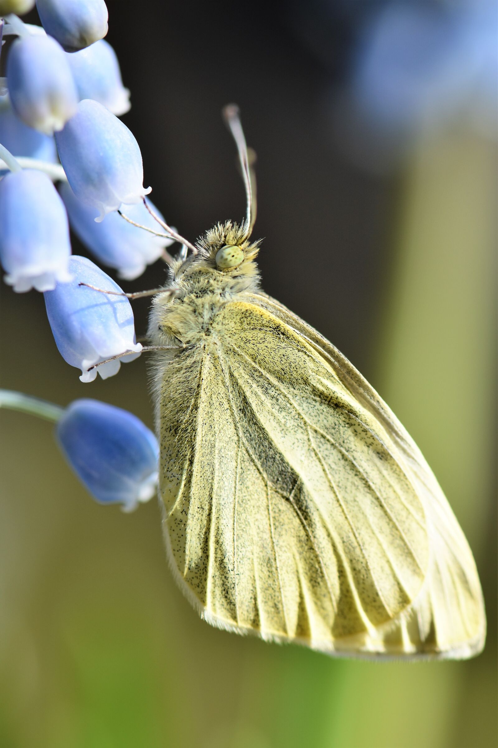 Nikon D5500 sample photo. Butterfly, gonepteryx rhamni, animal photography