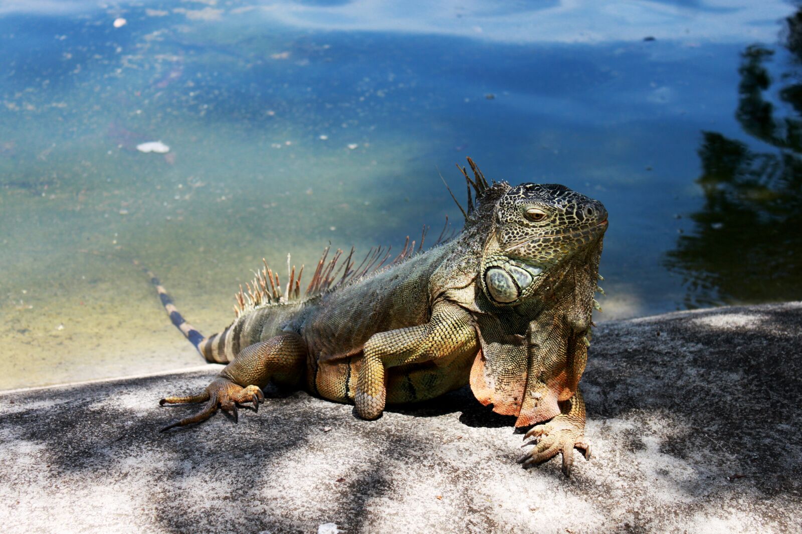 Canon EOS 500D (EOS Rebel T1i / EOS Kiss X3) sample photo. Iguana, reptile photography