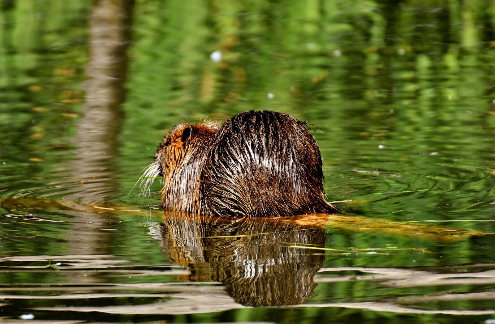 Nikon D7200 sample photo. Nutria, water rat, water photography