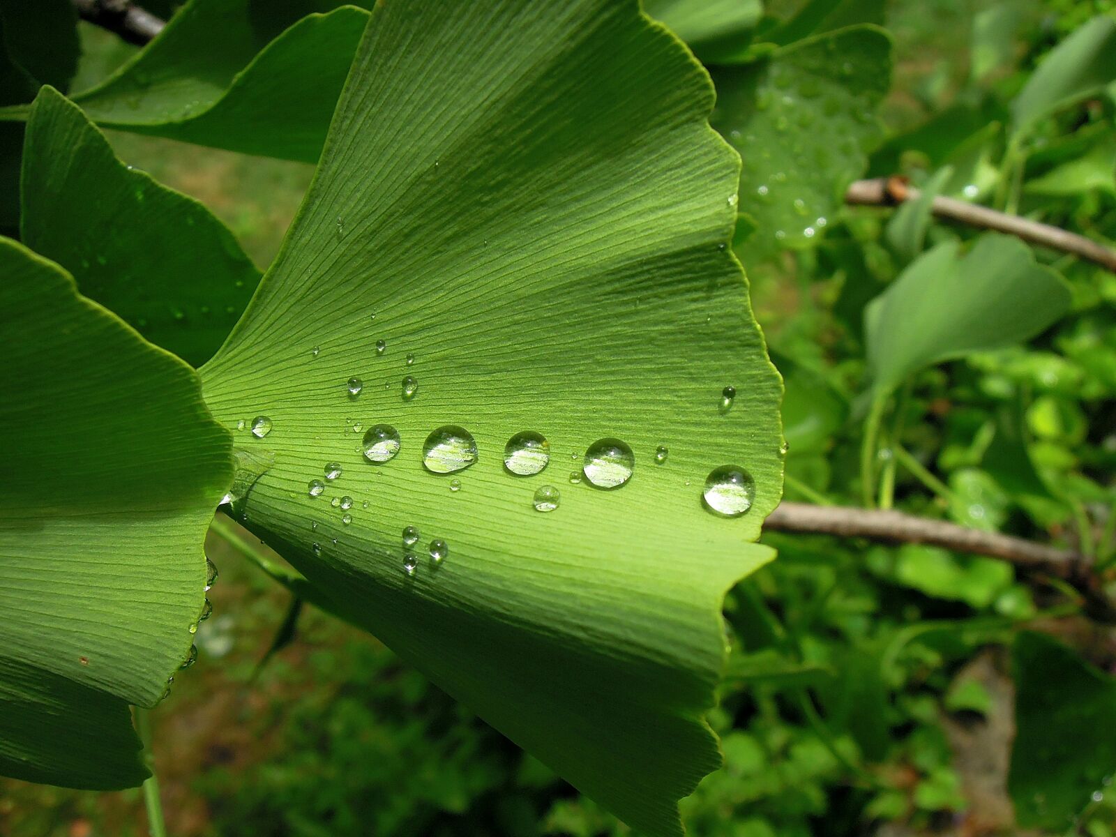 Nikon Coolpix P300 sample photo. Foliage, ginkgo leaf, ginkgo photography