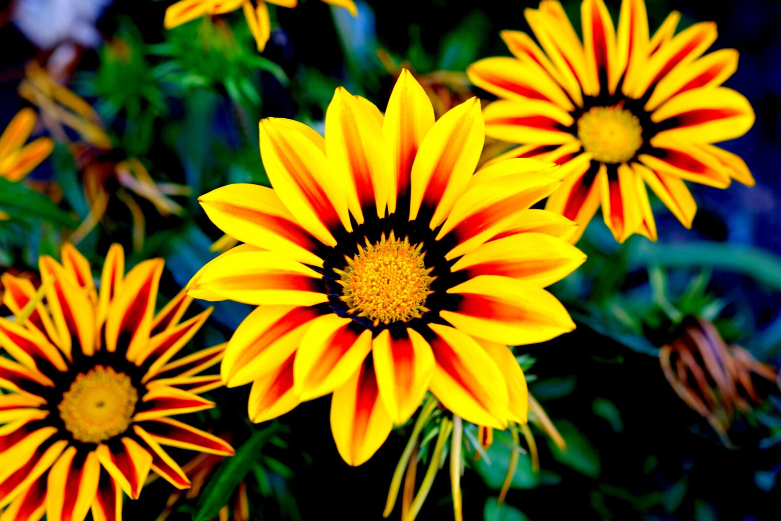 Fujifilm X-T20 sample photo. Gazani hybrids, flowers, yellow photography