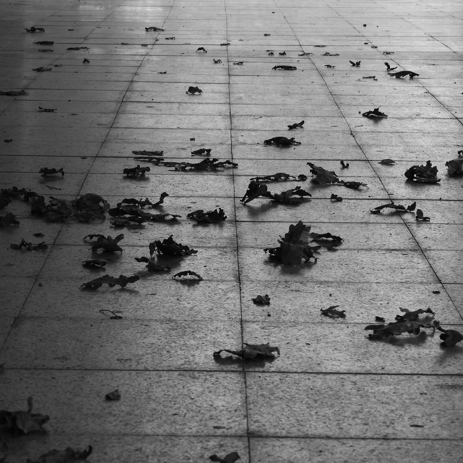 Nikon Coolpix P610 sample photo. Leaves on pavement, autumn photography