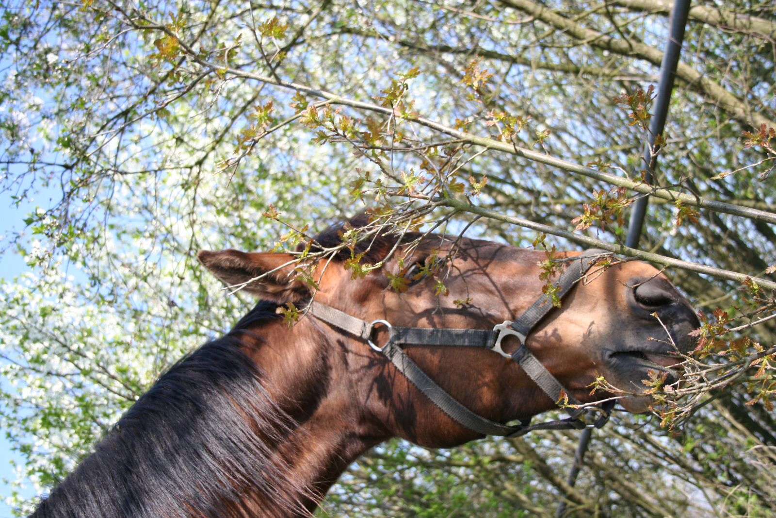 Canon EOS 350D (EOS Digital Rebel XT / EOS Kiss Digital N) sample photo. Spring, the horse, tree photography