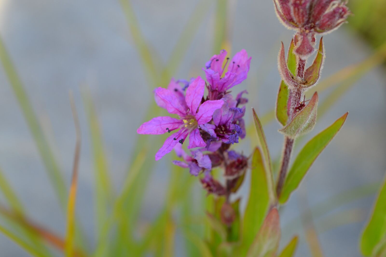 Nikon D3100 sample photo. Flowers, field, fuchsia photography