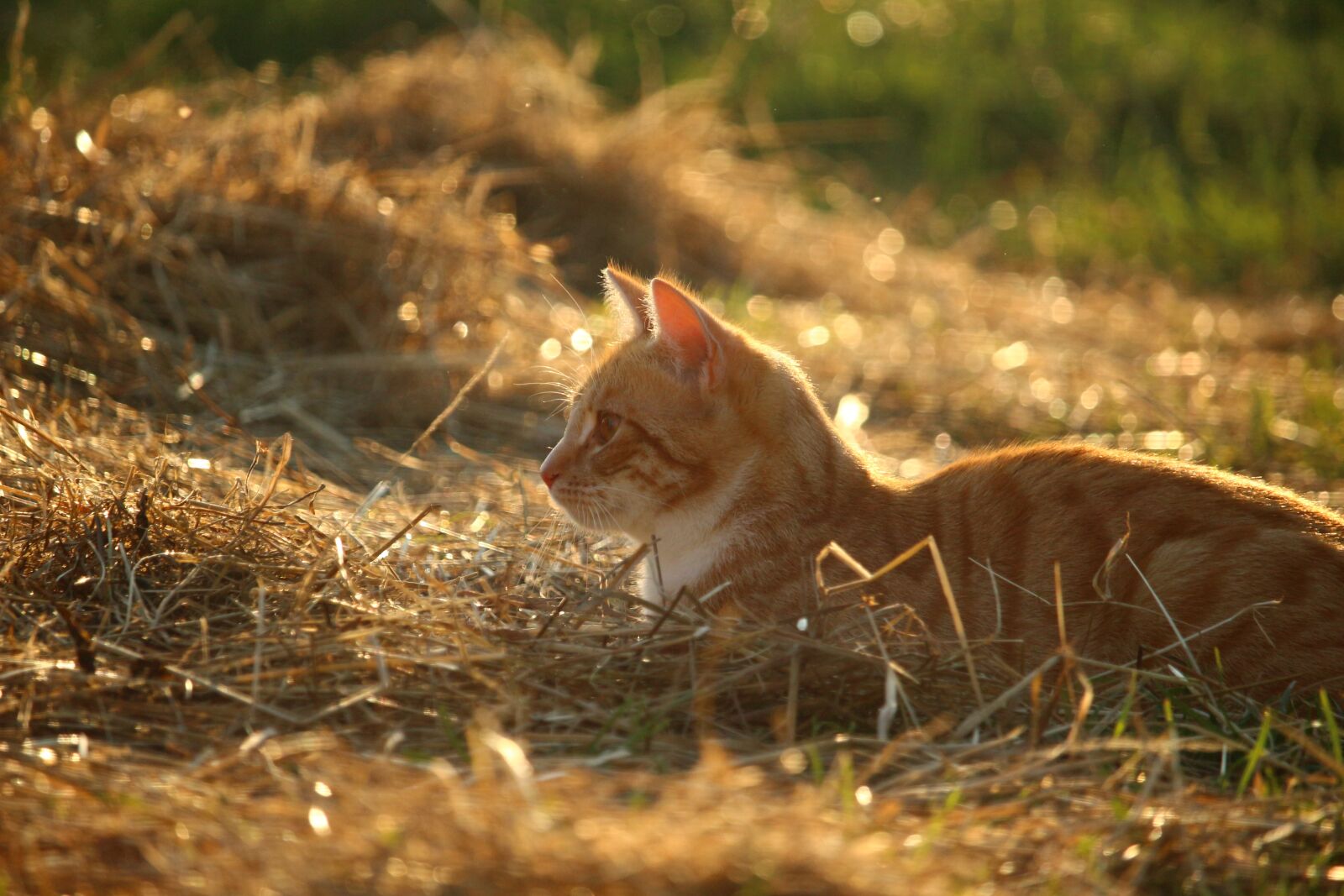 Canon EOS 100D (EOS Rebel SL1 / EOS Kiss X7) sample photo. Cat, mieze, kitten photography