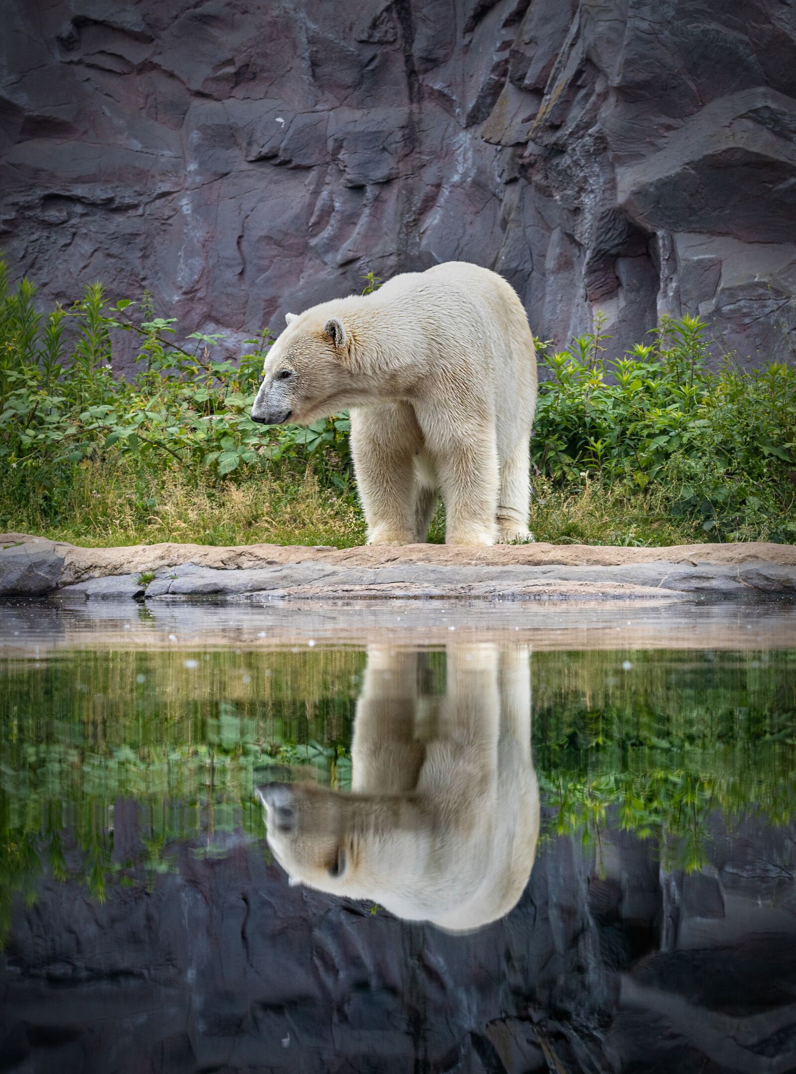 Canon EOS 80D + Canon EF 70-200mm F2.8L IS II USM sample photo. Bear, polar bear, zoo photography
