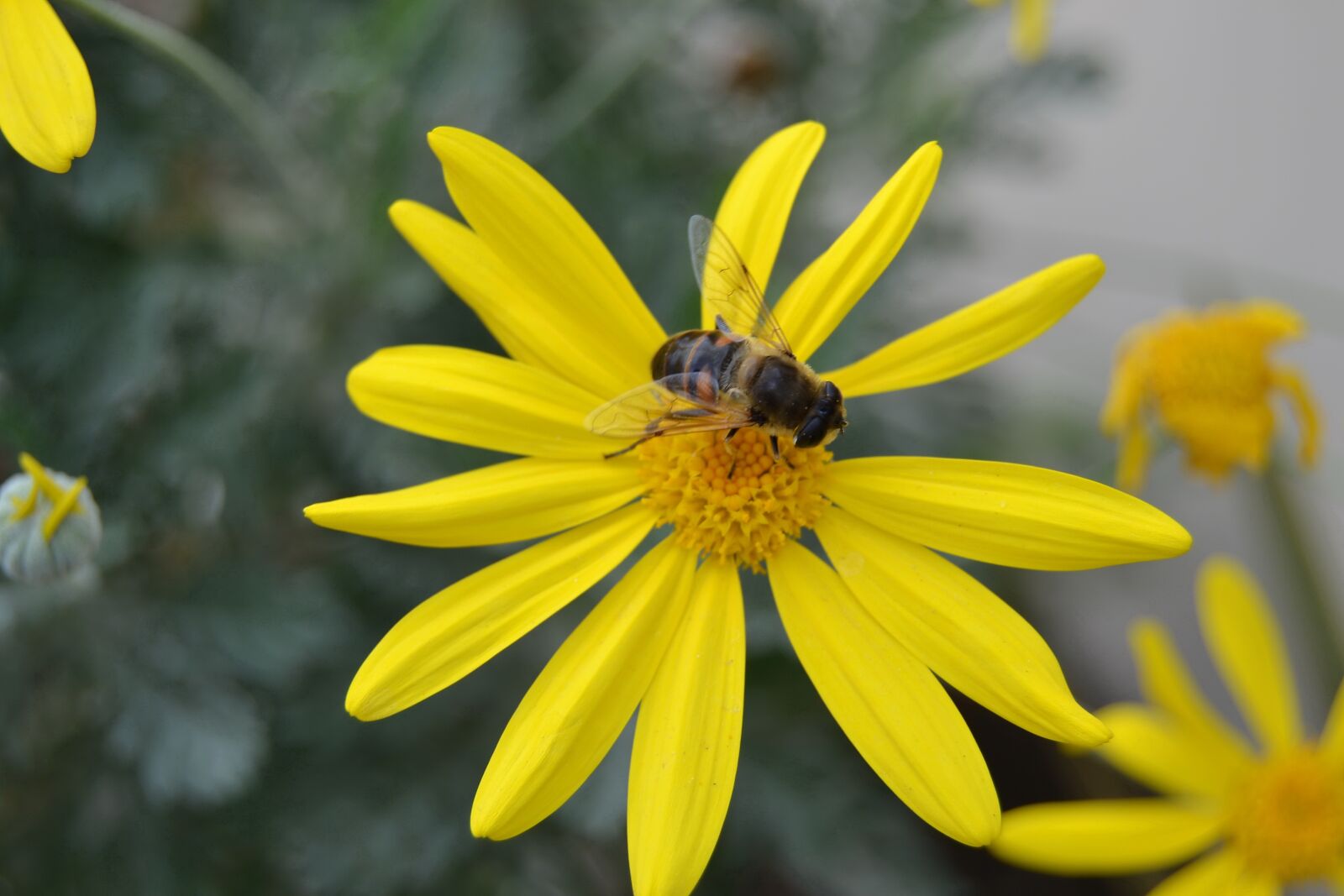 Nikon D3100 sample photo. Flower, nature, spring photography
