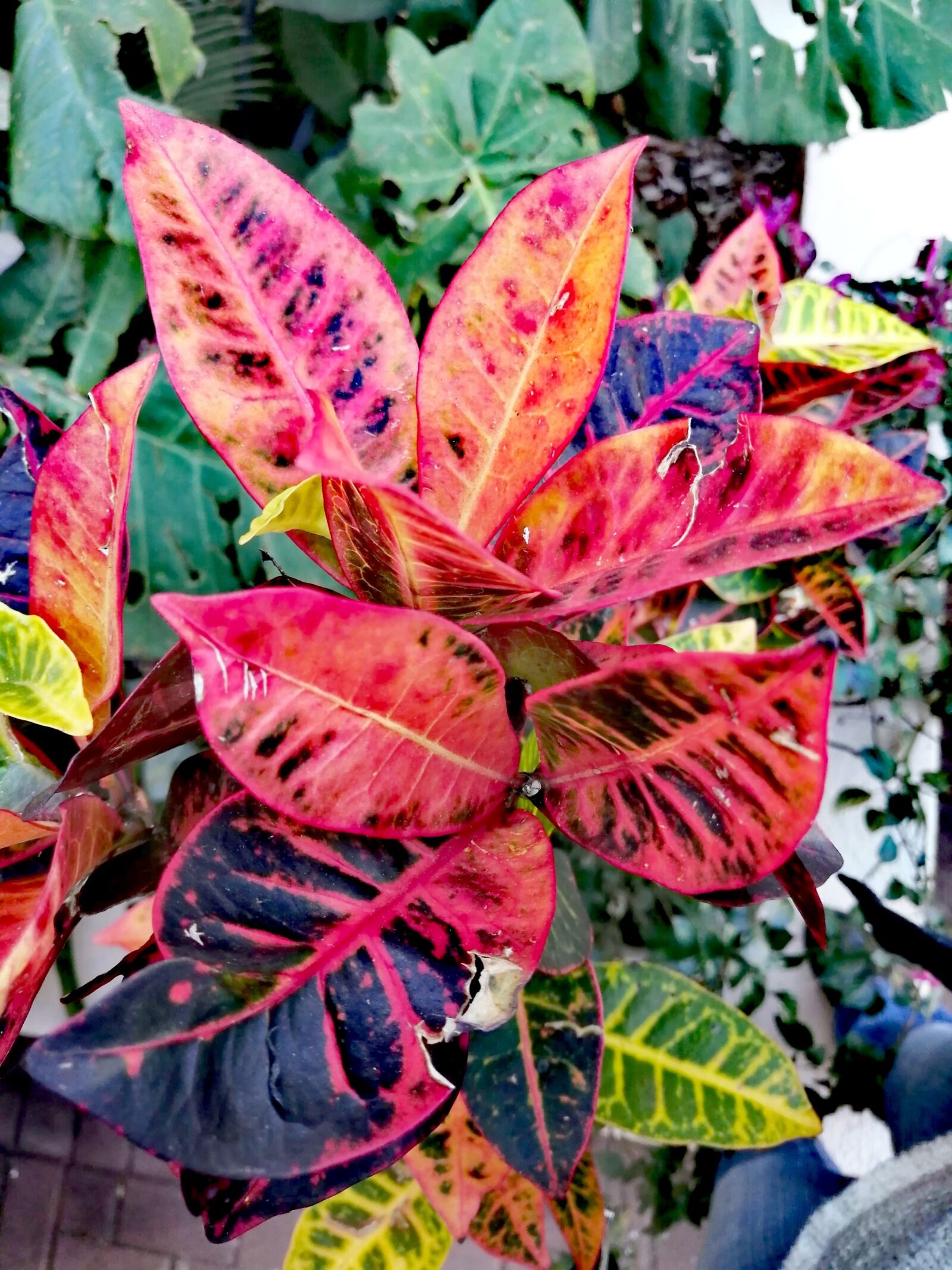 HUAWEI P30 LITE sample photo. Croton, autumn, gardening photography