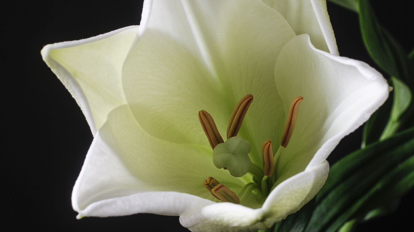Canon EOS M + Canon EF 50mm F2.5 Macro sample photo. Flower, lily, white photography