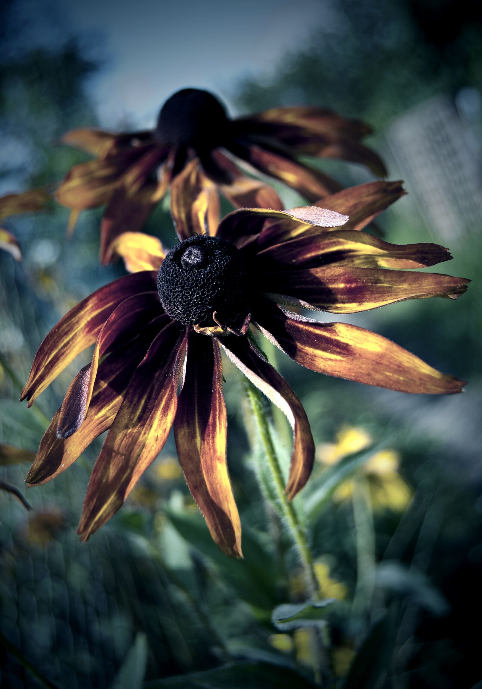 Nikon D80 sample photo. Nature, flower, at the photography