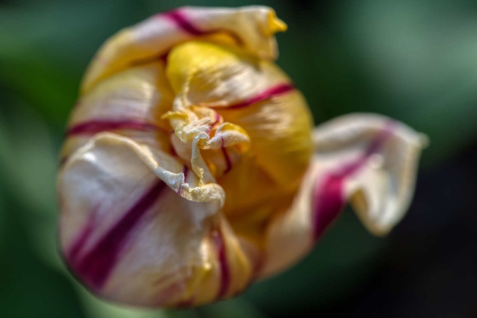 Nikon D750 sample photo. Tulip, blossom, bloom photography