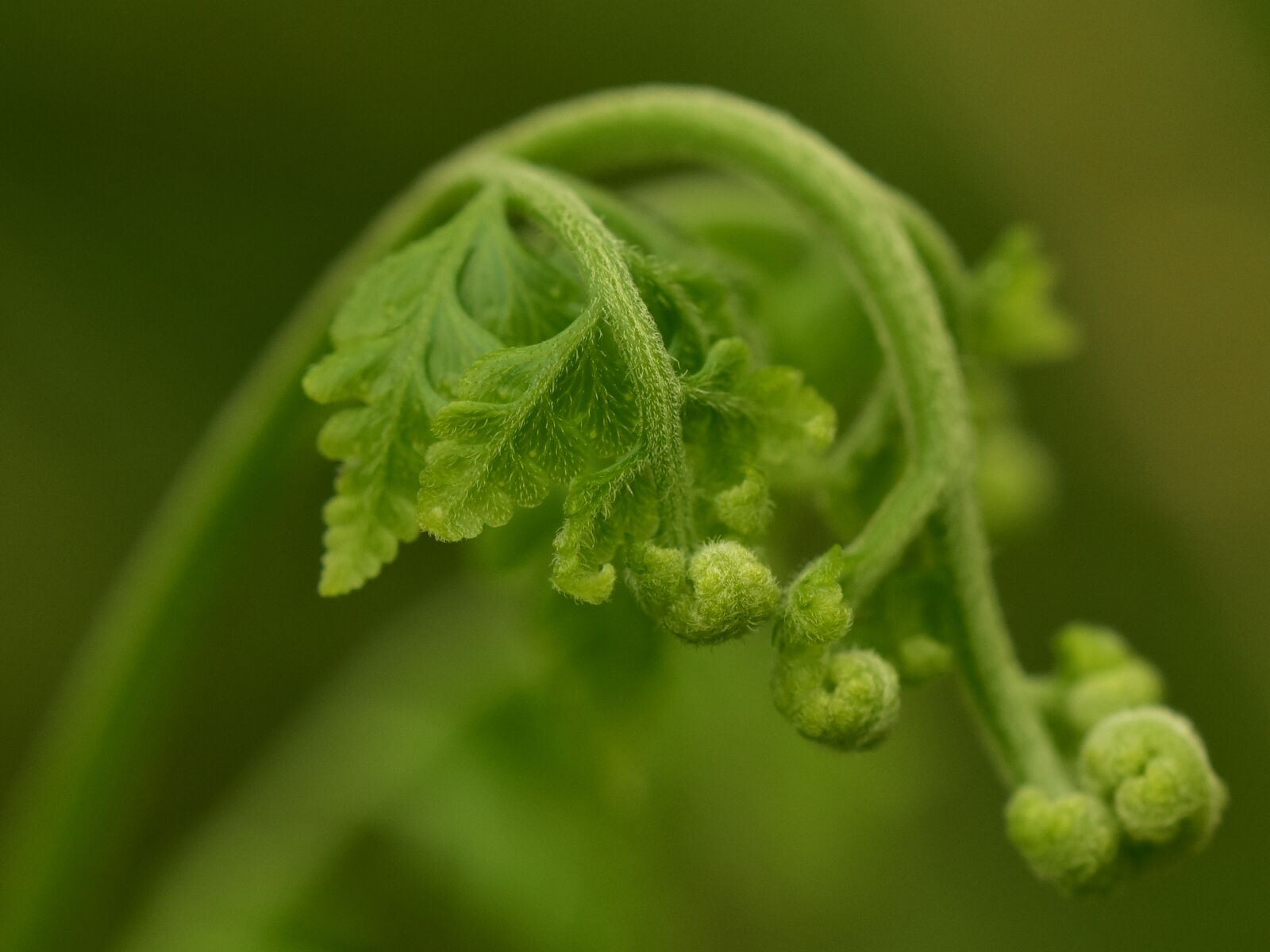 Nikon D3400 sample photo. Ferns, fern leaf, frond photography