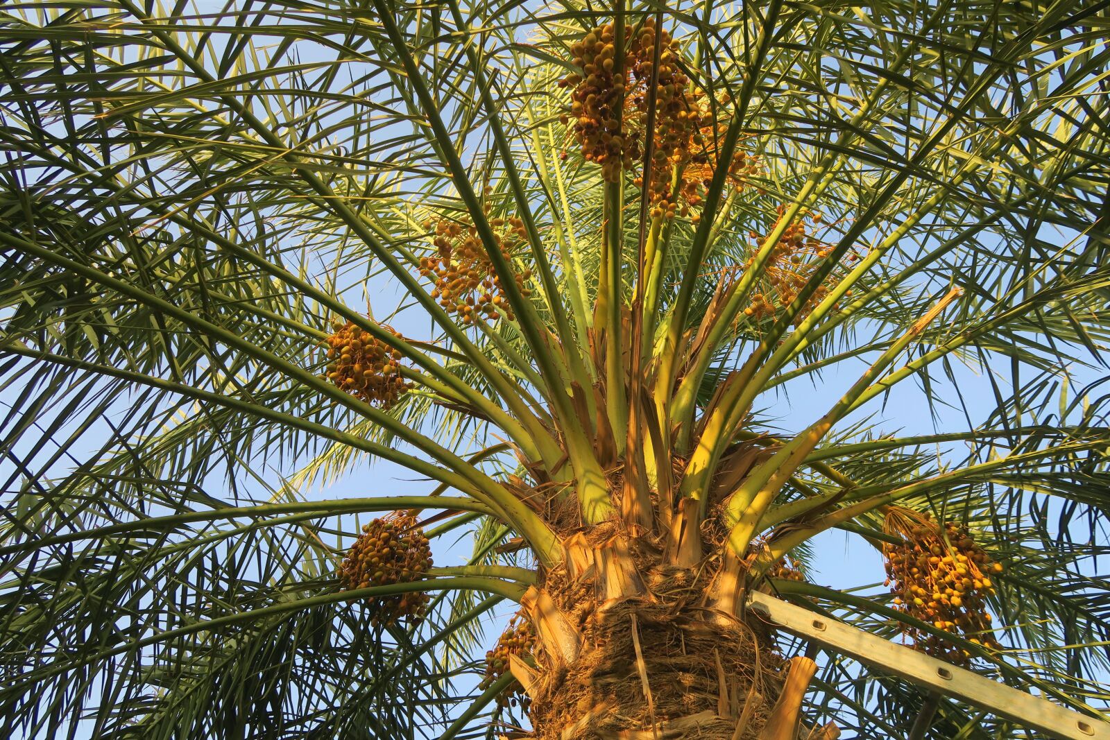 Canon PowerShot G7 X sample photo. Palm, tree, fruit photography