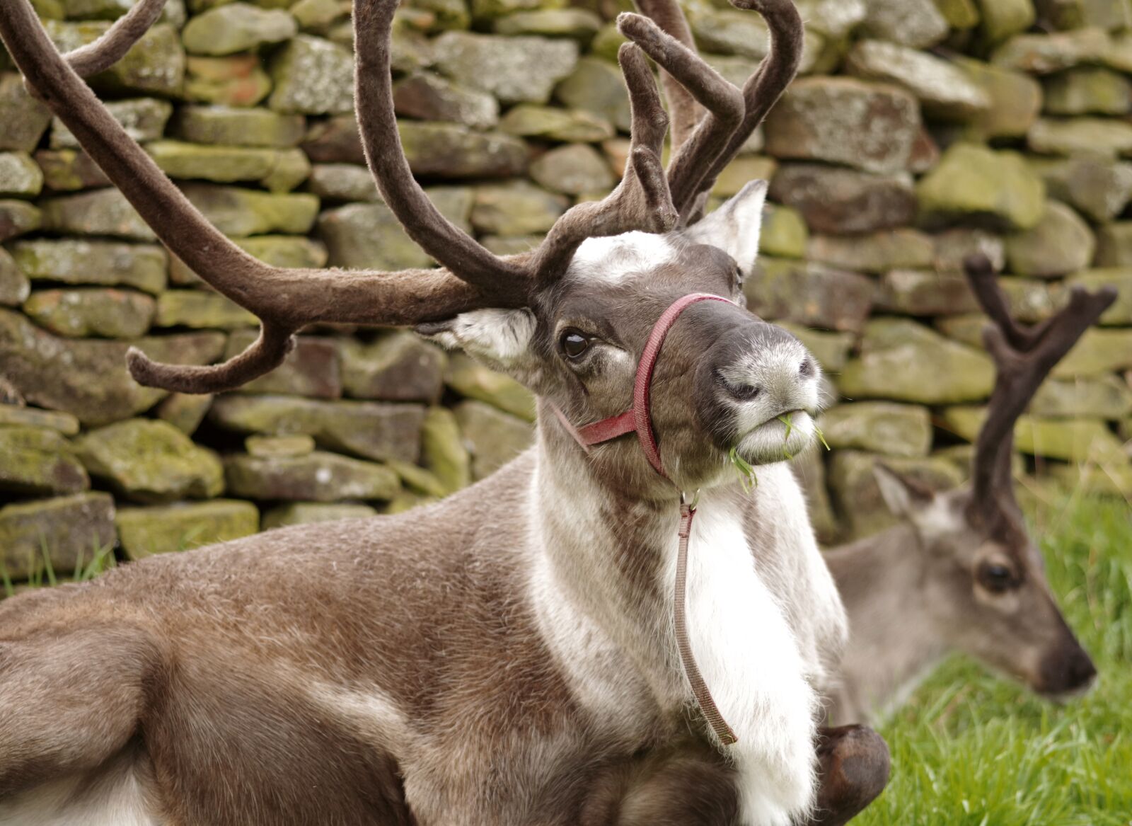 Pentax K-S1 sample photo. Reindeer, protecting, antlers photography