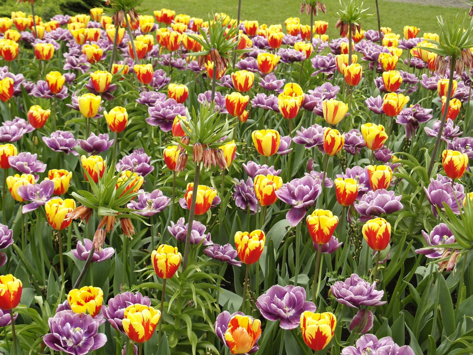 Olympus E-500 (EVOLT E-500) sample photo. Tulips, park garden sigurt photography