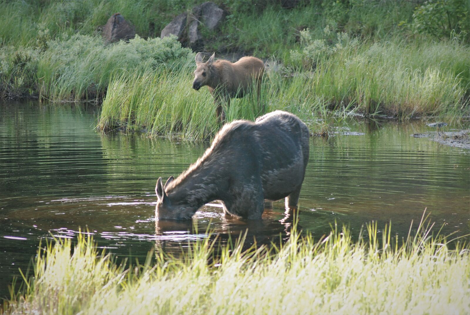 Nikon D80 sample photo. Moose, pair, moose and photography