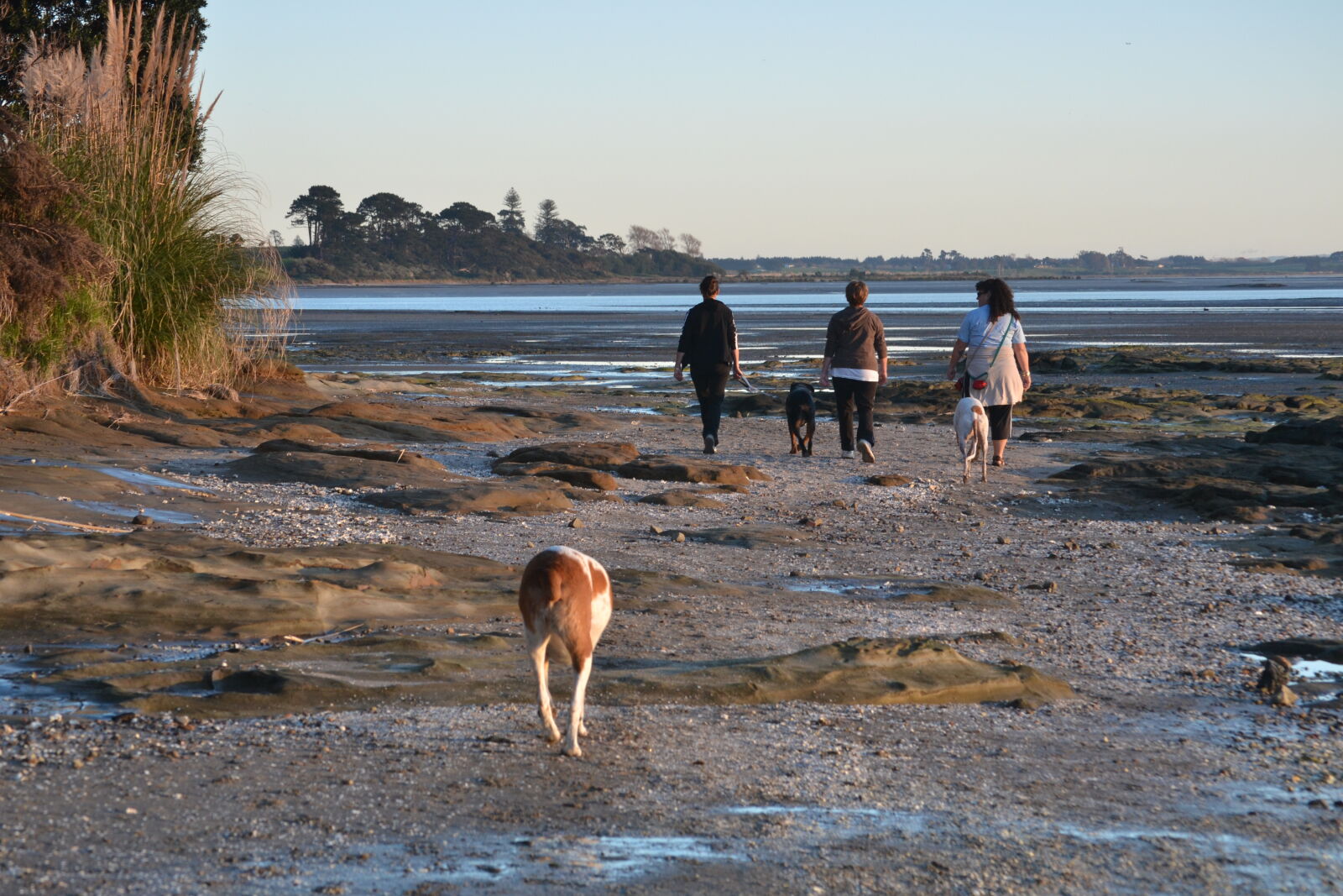 Nikon D3100 sample photo. Beach, dogs, golden, hour photography
