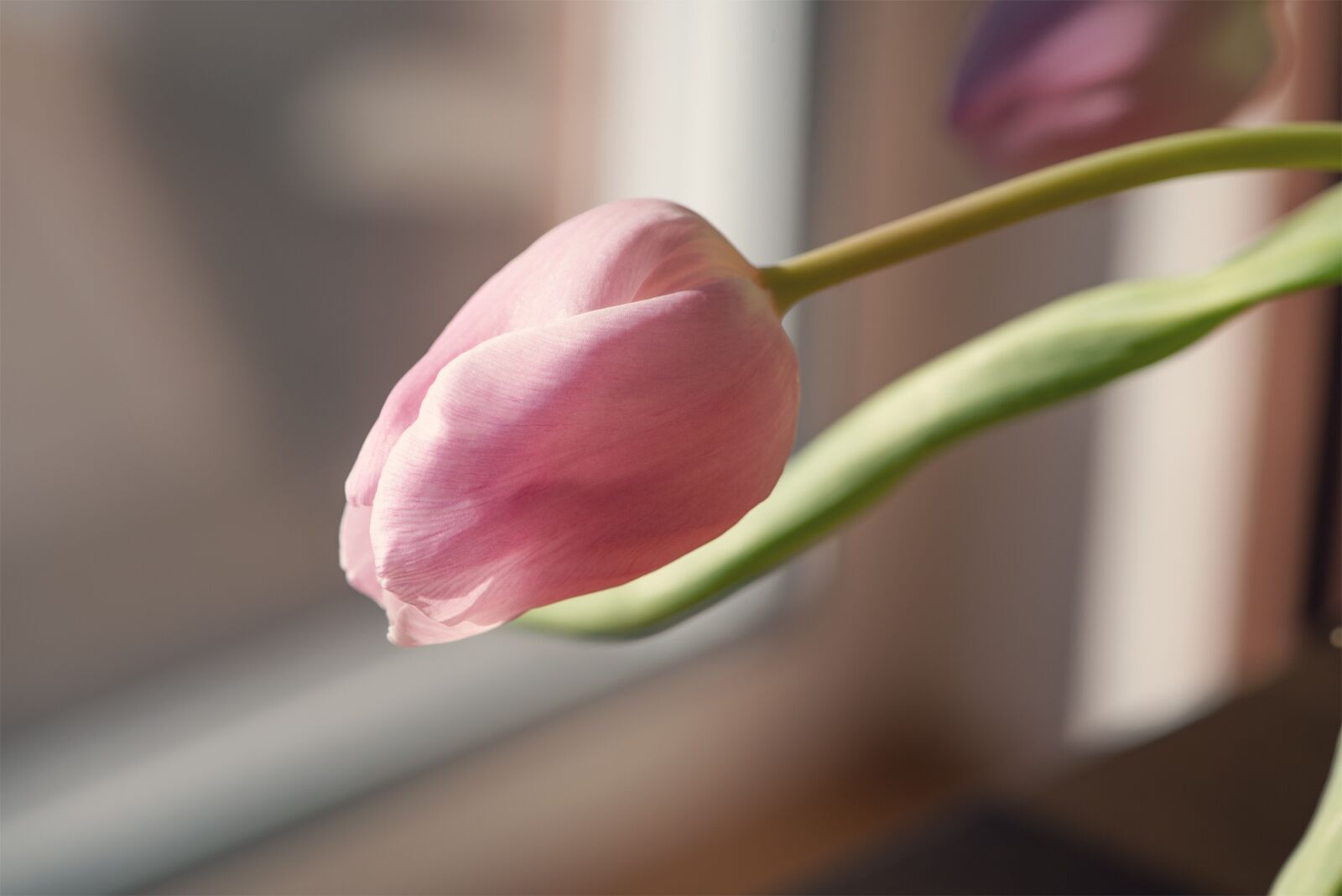 Nikon D750 sample photo. Flower, tulip, pink photography
