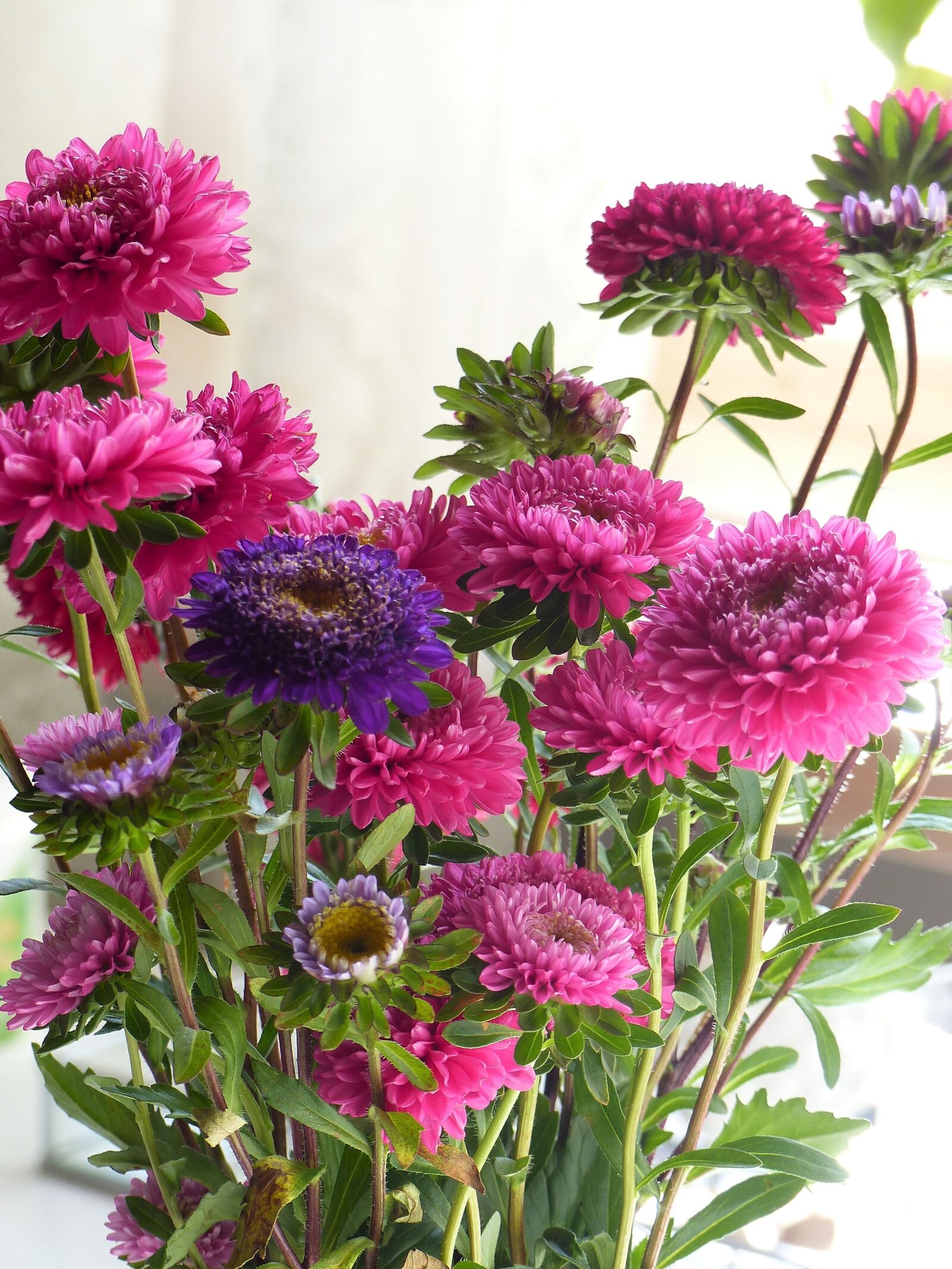 Panasonic Lumix DMC-FZ200 sample photo. Flowers, aster, colors photography