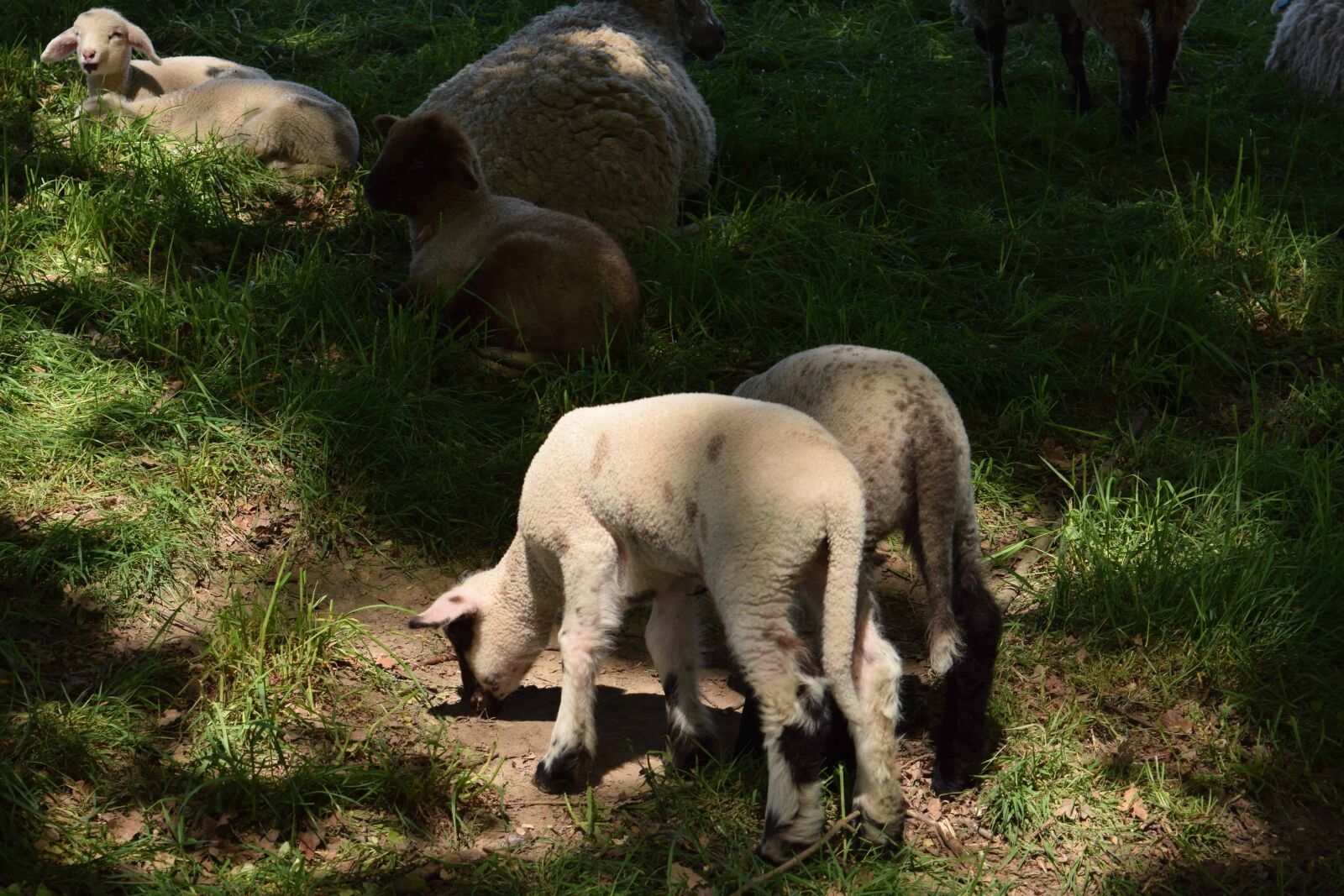 Nikon D3300 sample photo. Grass, animal, sheep, lamb photography