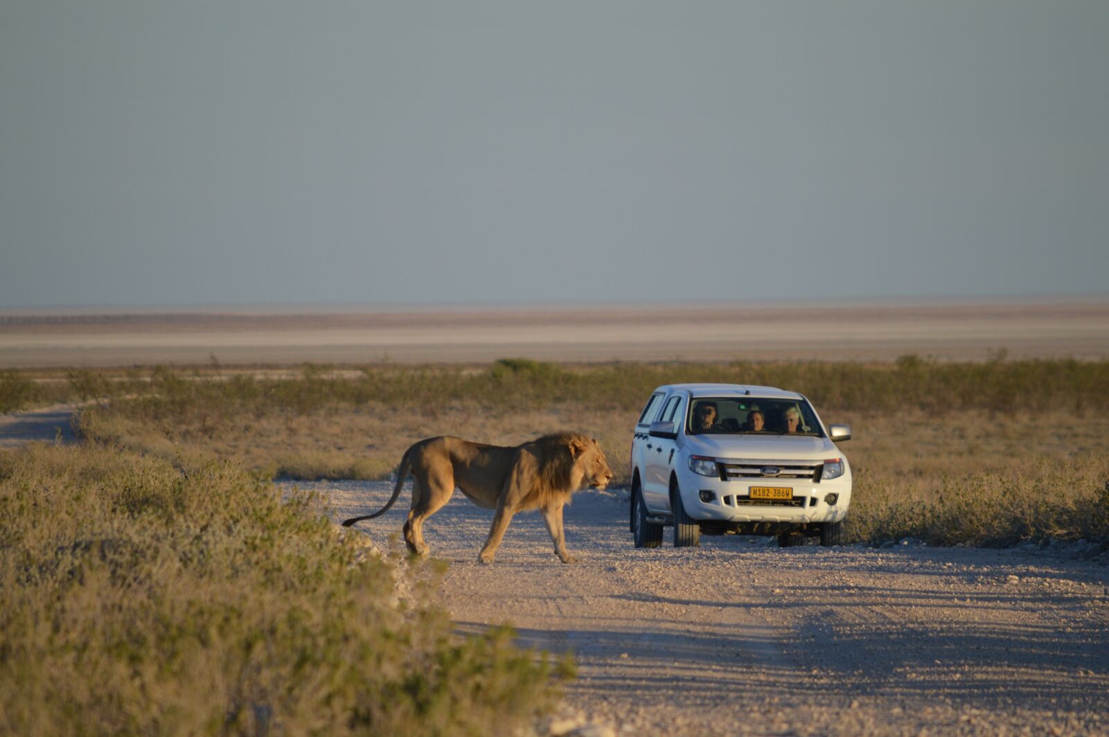 Nikon D3200 sample photo. Lion, africa, namibia photography